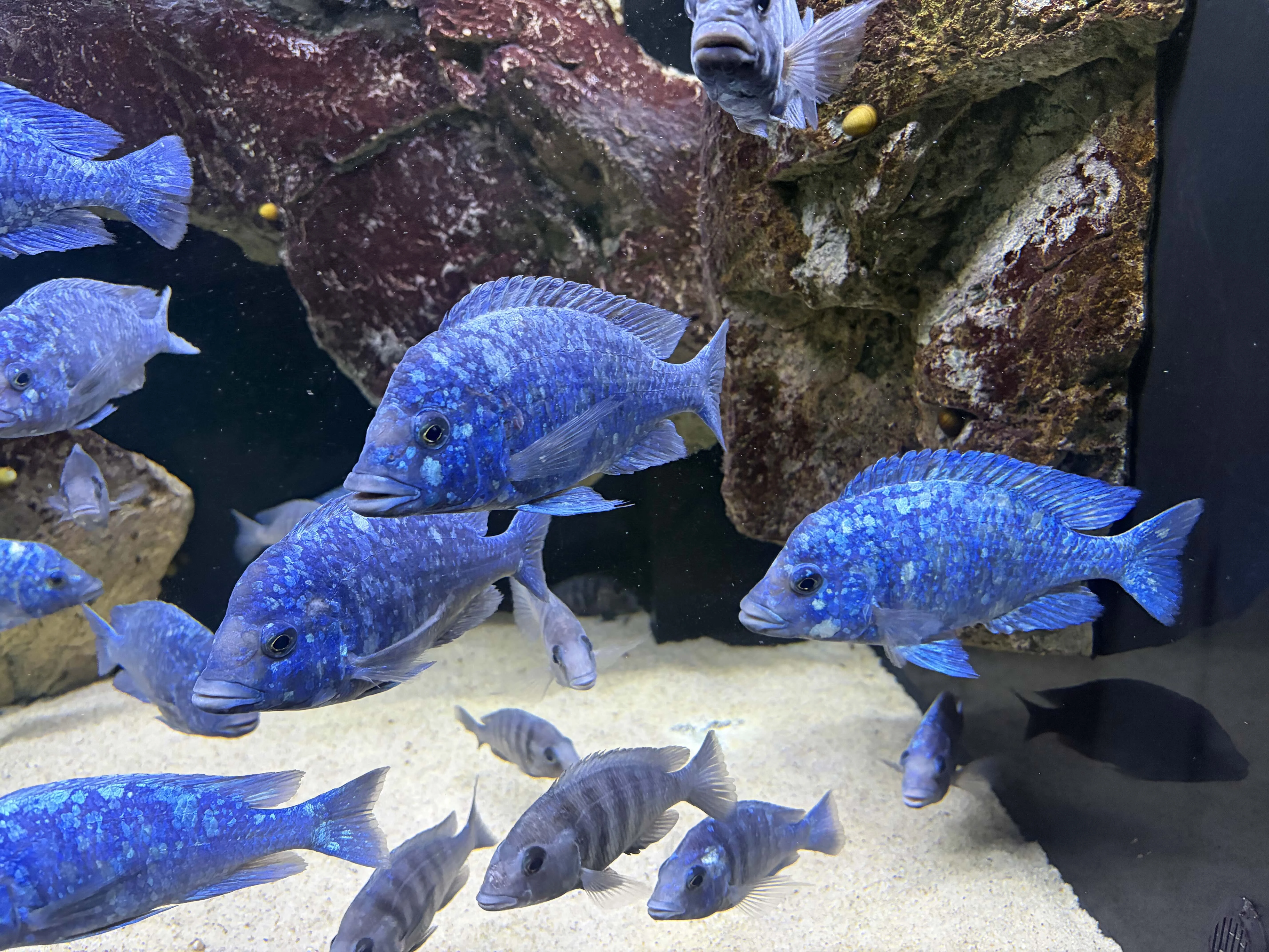 Prodám dospělé Placidochromis Phenochilus Lupingu XXL(WFNZ a F1) TOP ryby