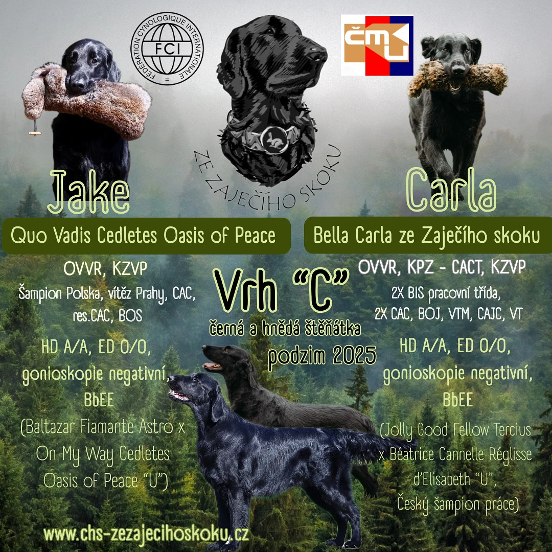 Flat Coated Retriever - štěňátka s PP