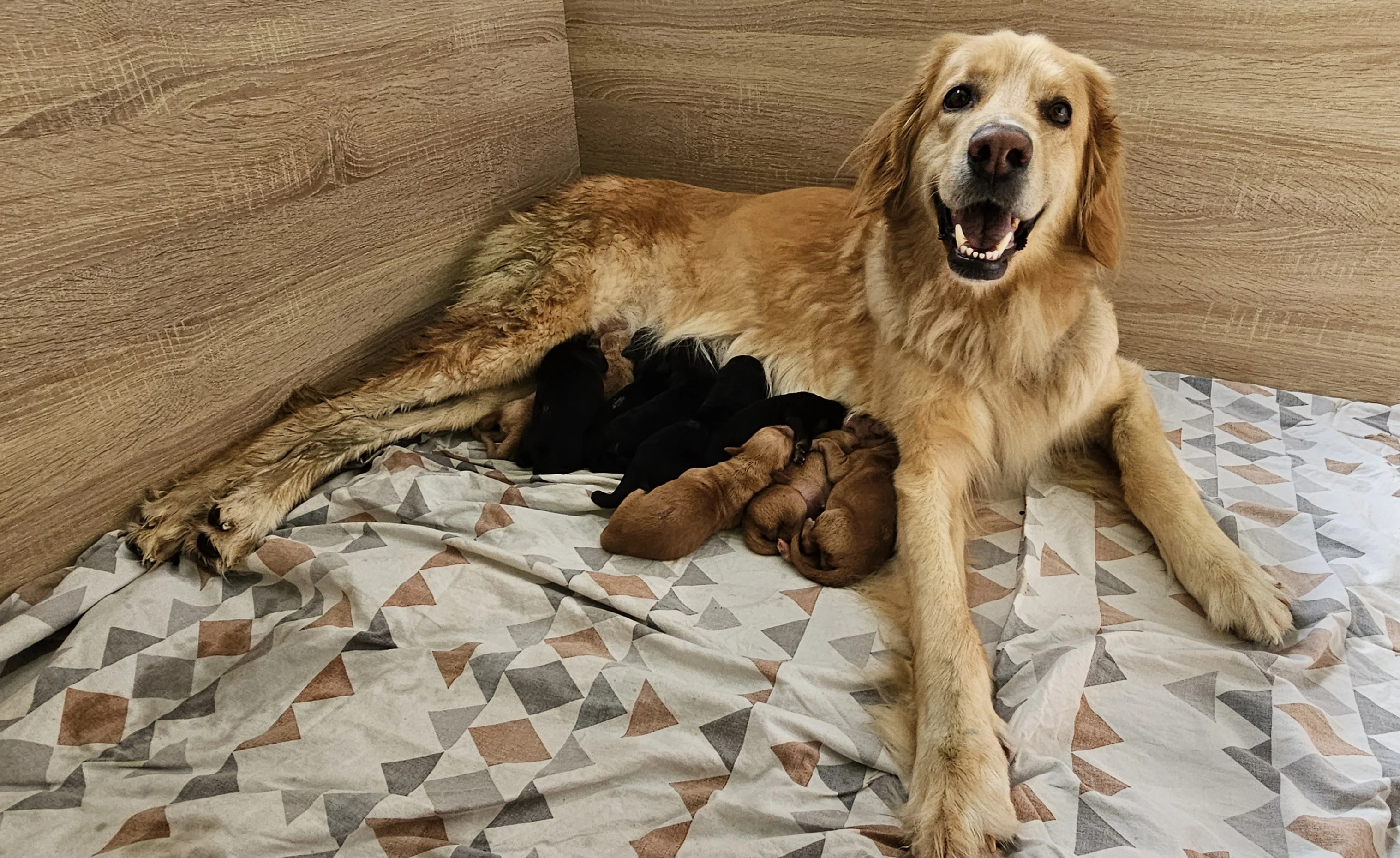 Štěňátka Hovawarta s PP