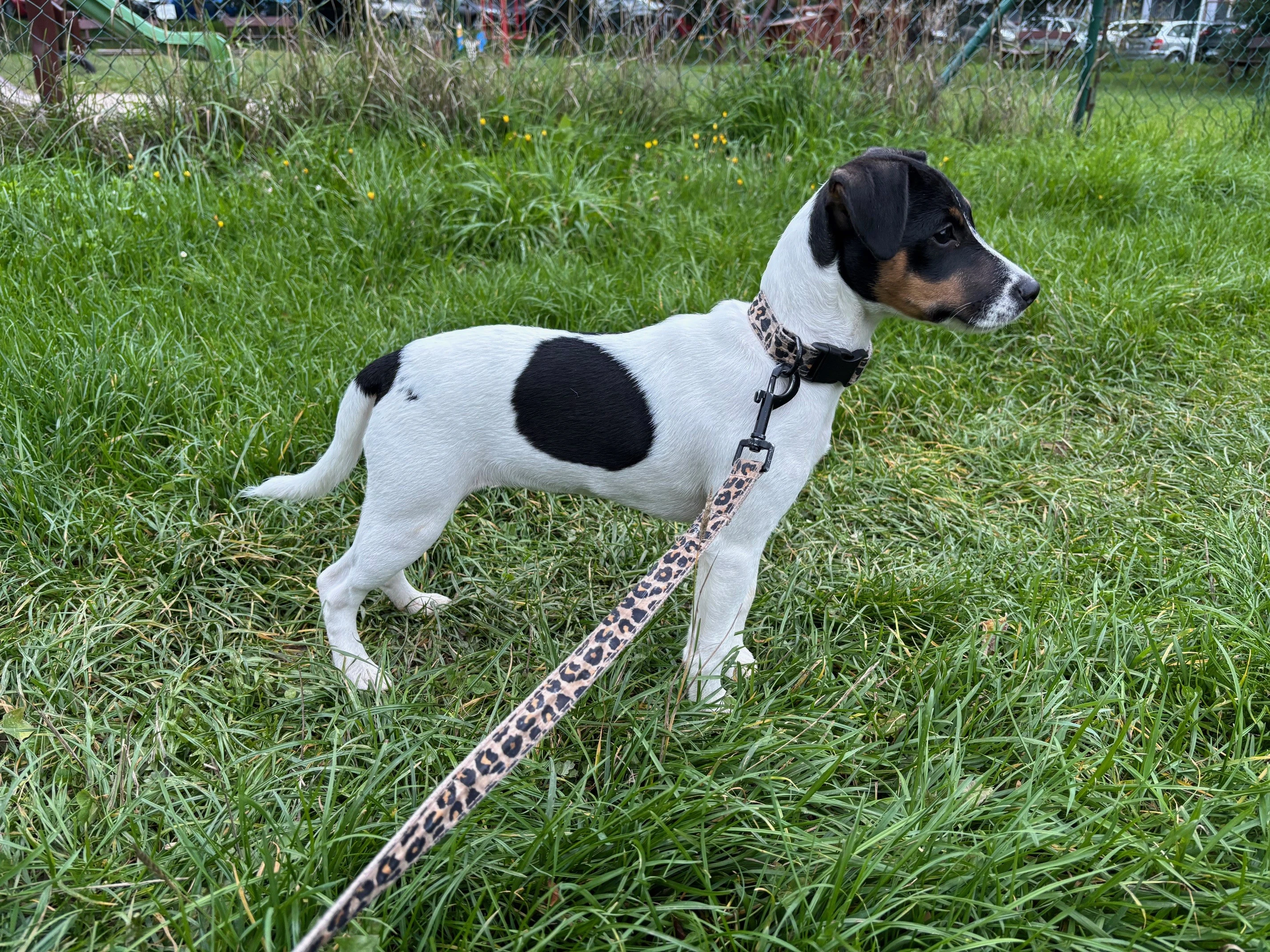 Parson russel teriér