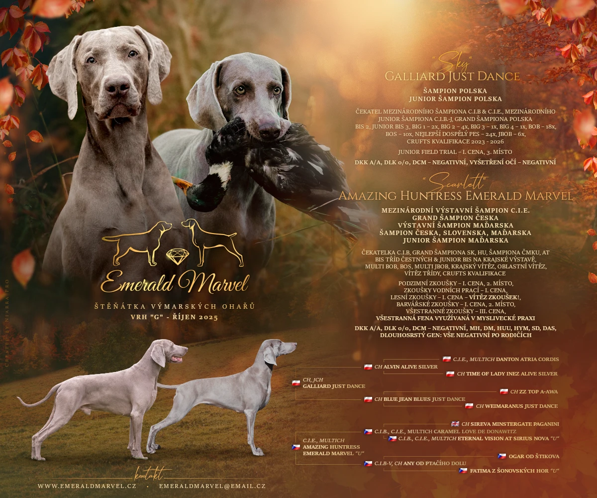 Výmarský ohař - štěňata s PP - podzim 2025