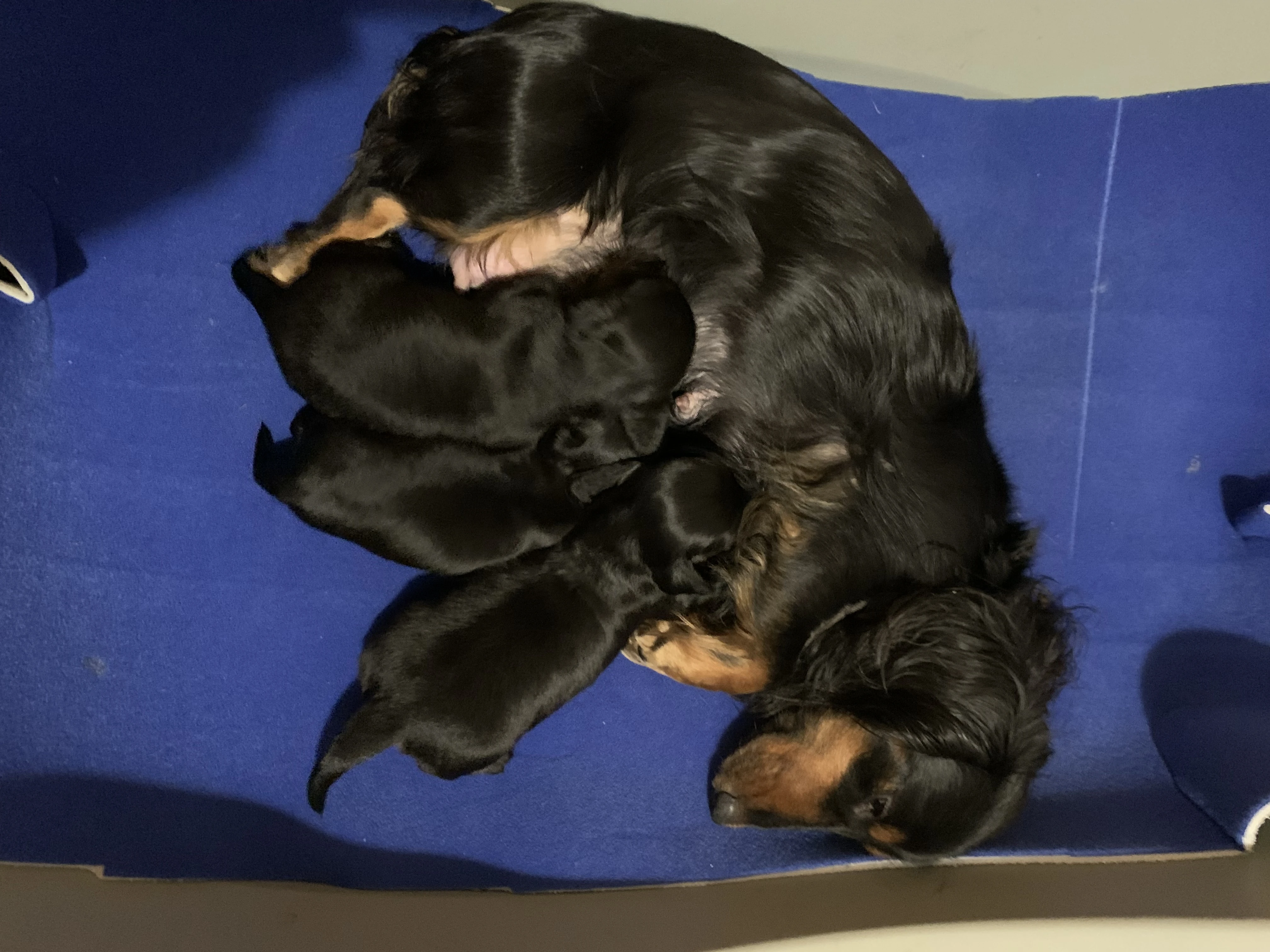 Jezevčík dlouhosrstý trpasličí/králičí černý s pálením