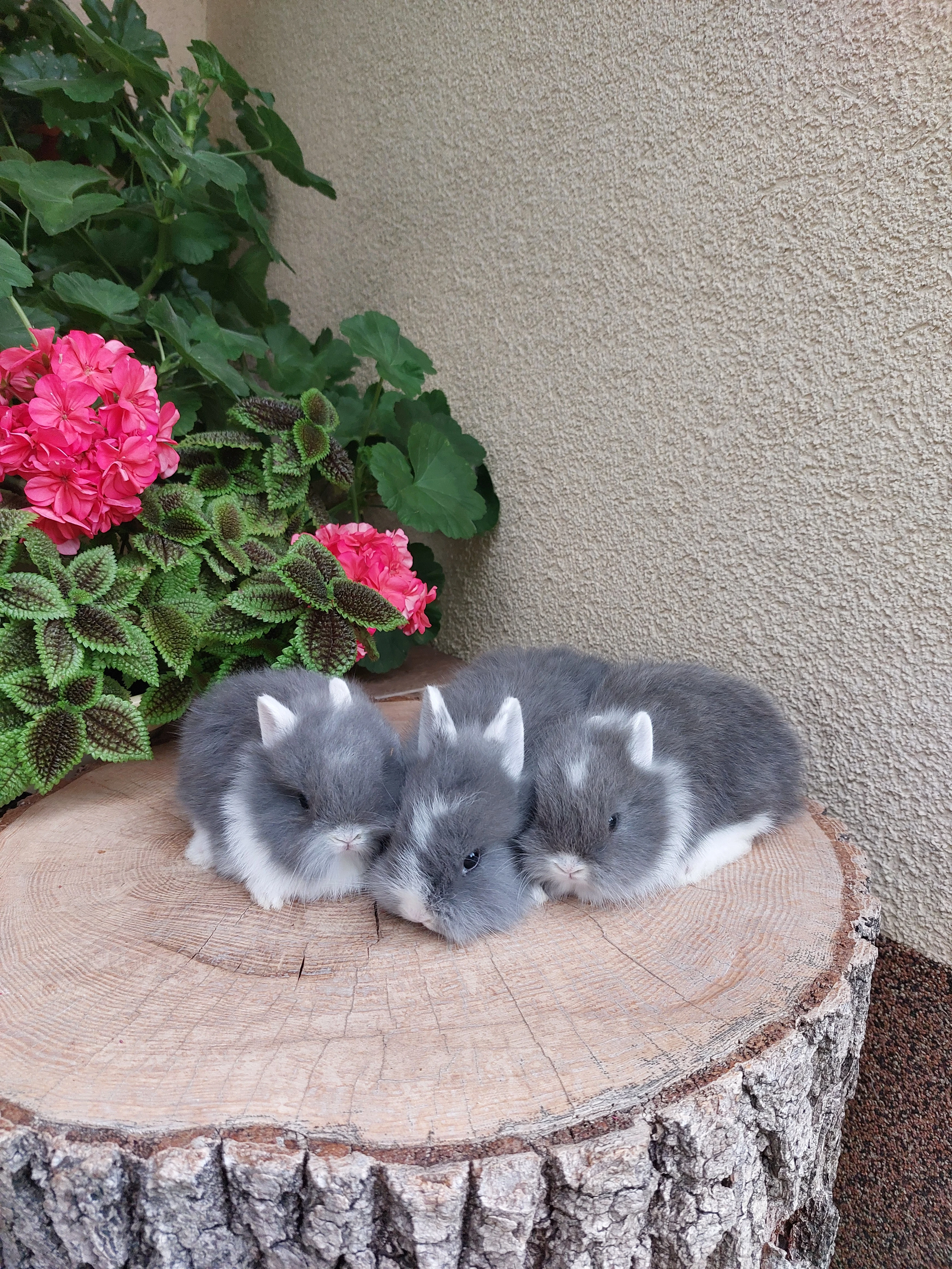 Zakrslý králík - sameček