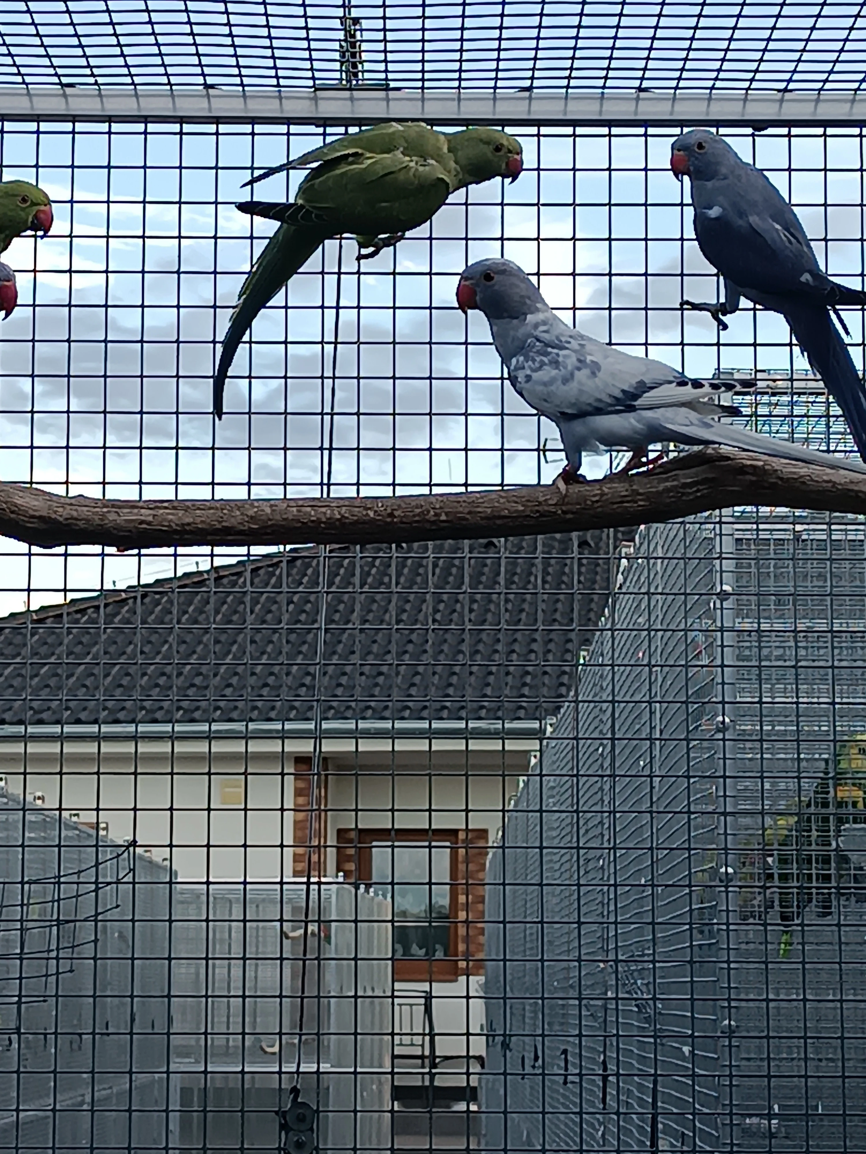 Alexandr malý straka