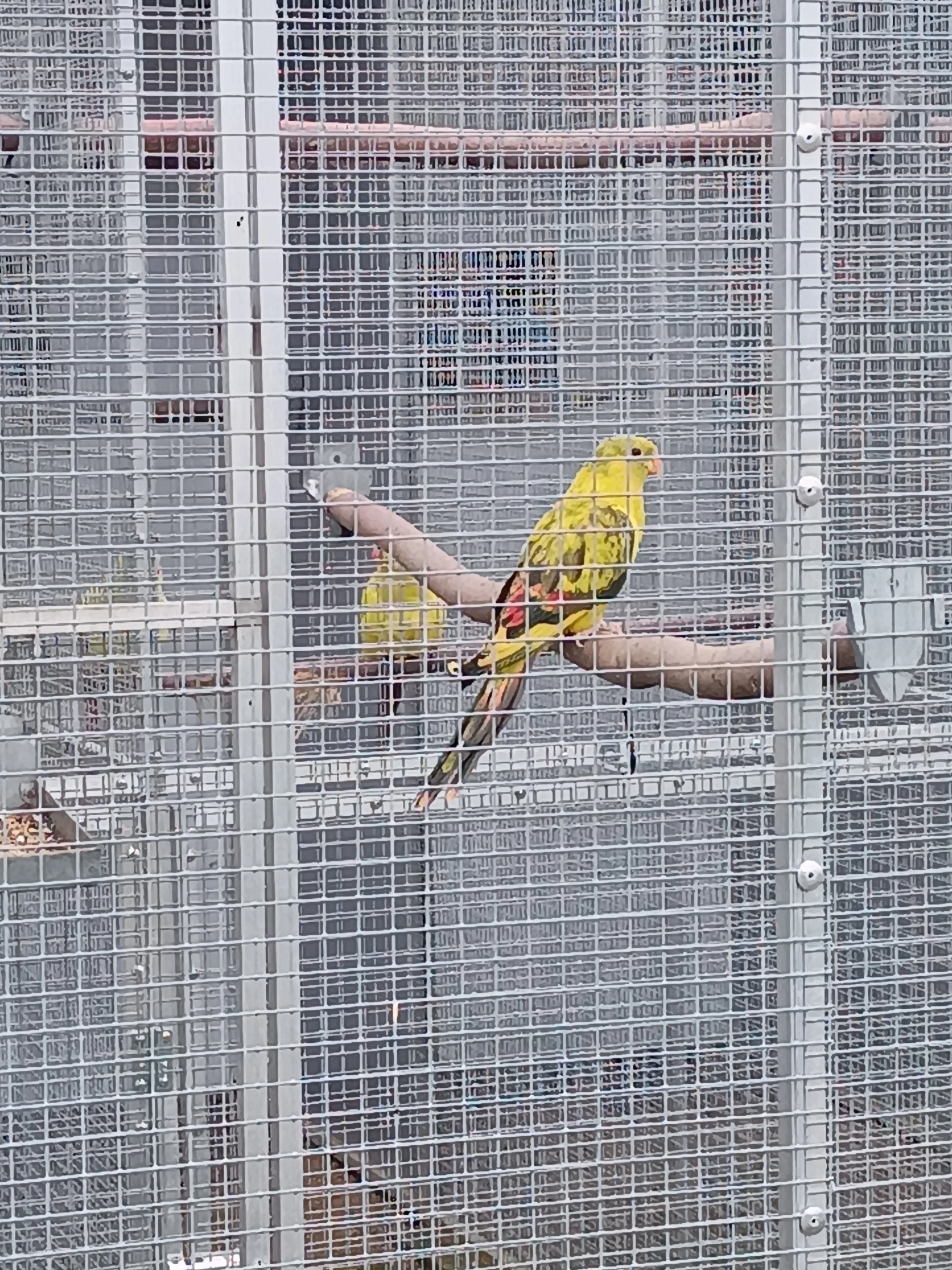 Papoušek horský lemovaný 2025