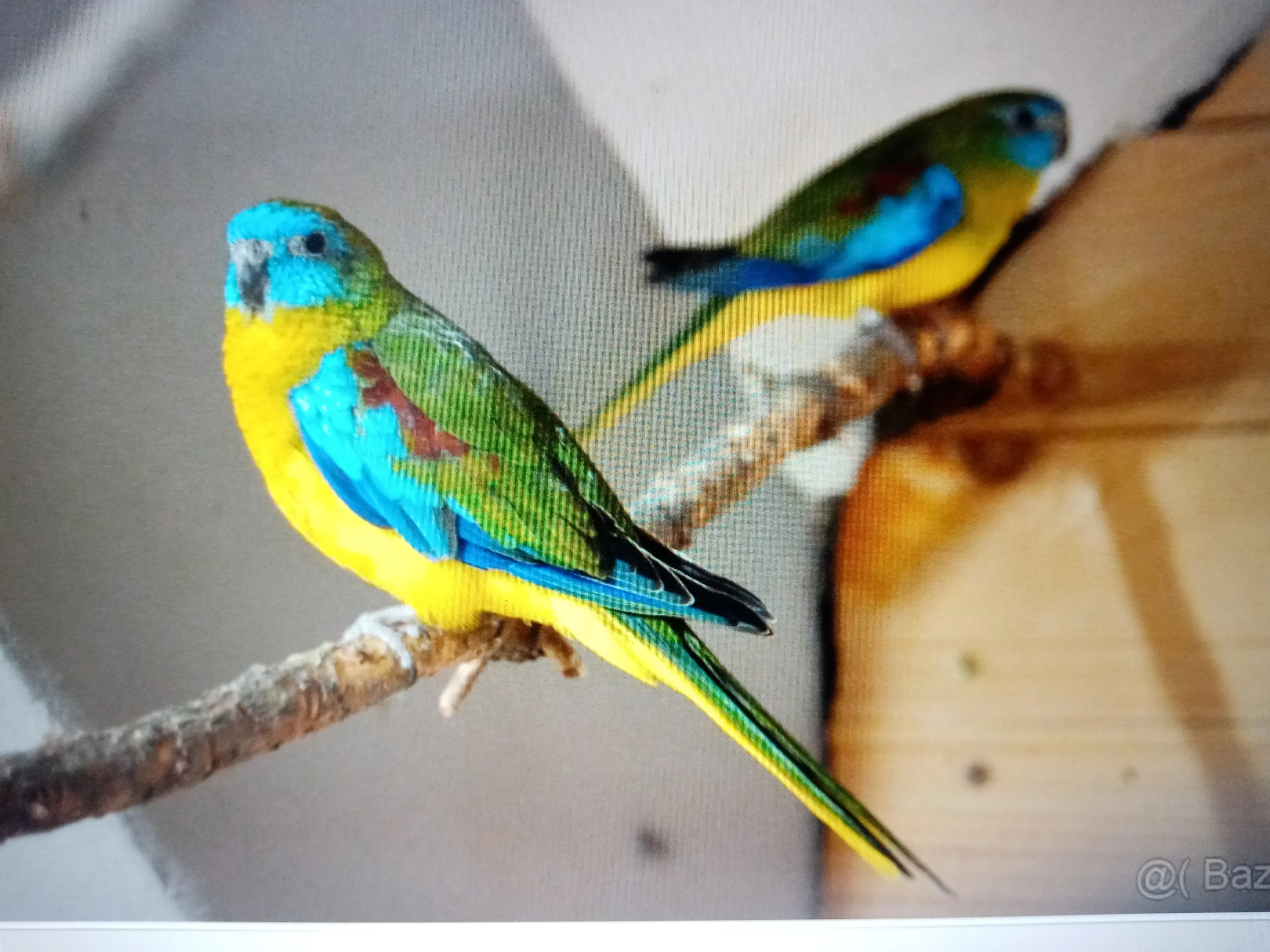 Neoféma tyrkysová přírodní