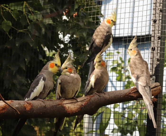 Korela chocholatá přírodní