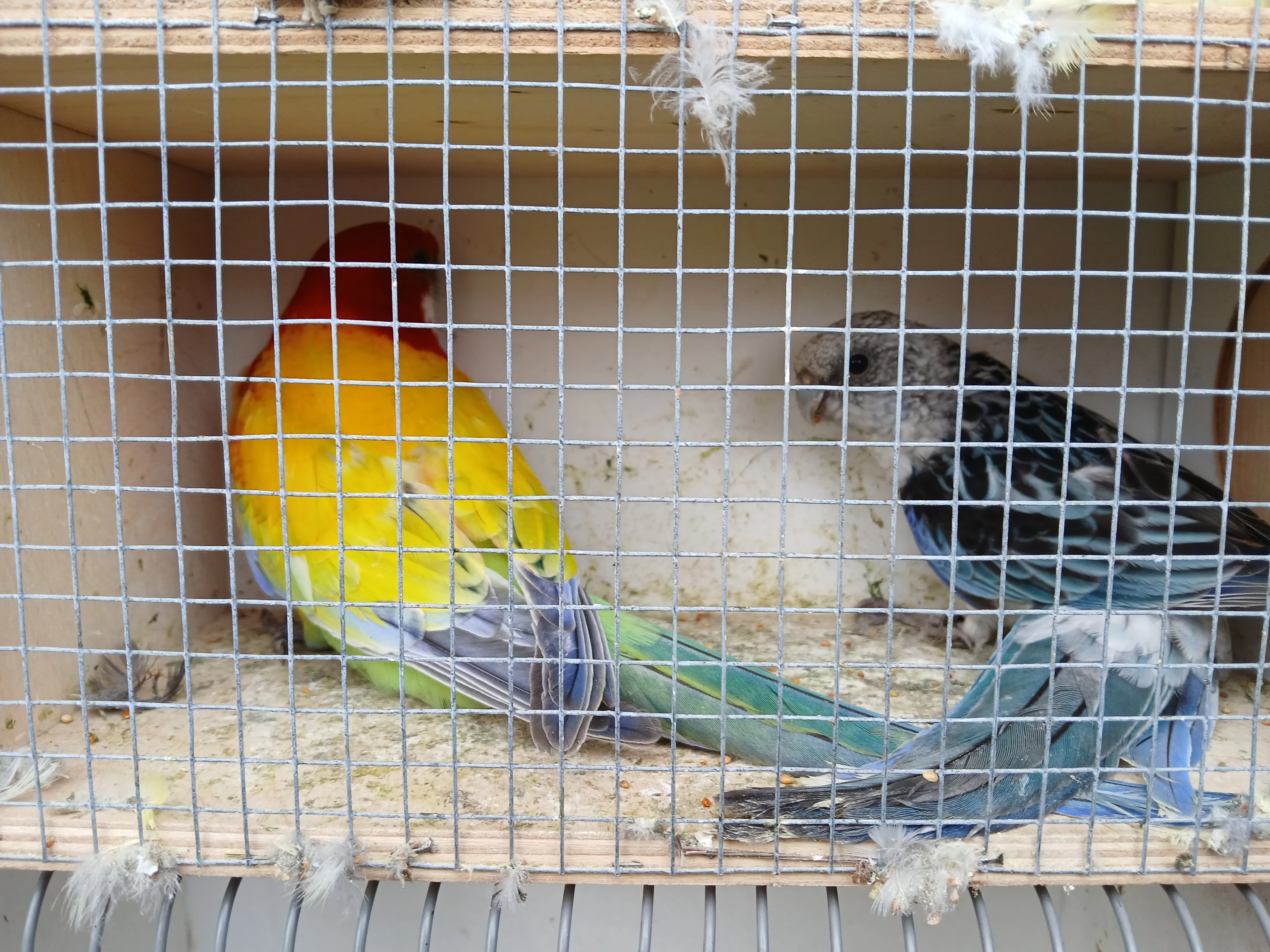 Rosela pestrá - přebytky po sestavení párů - nedostatek místa mladé i chovné ks