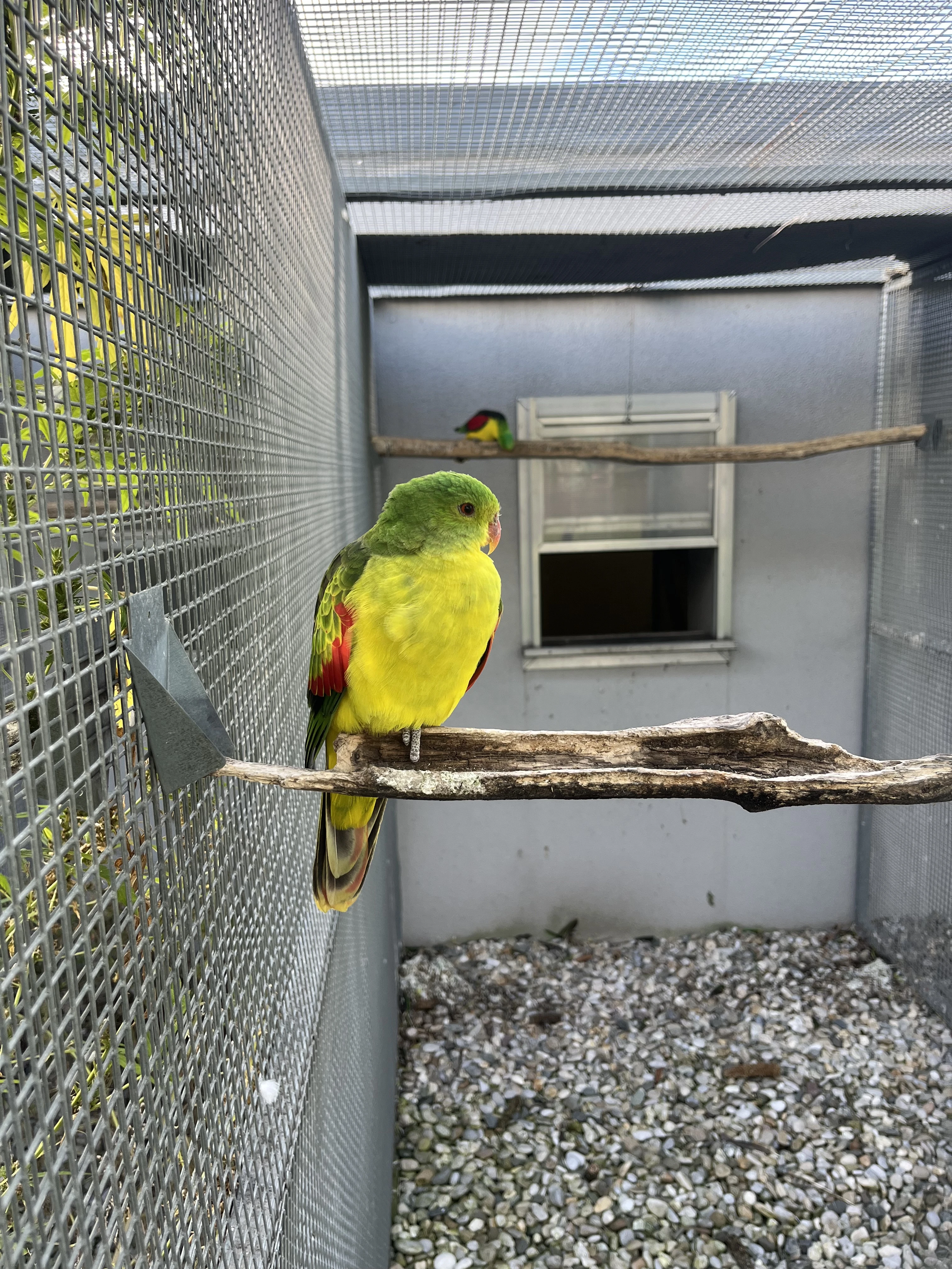 Prodám chovný pár pap.červenokřídlí žlutý.