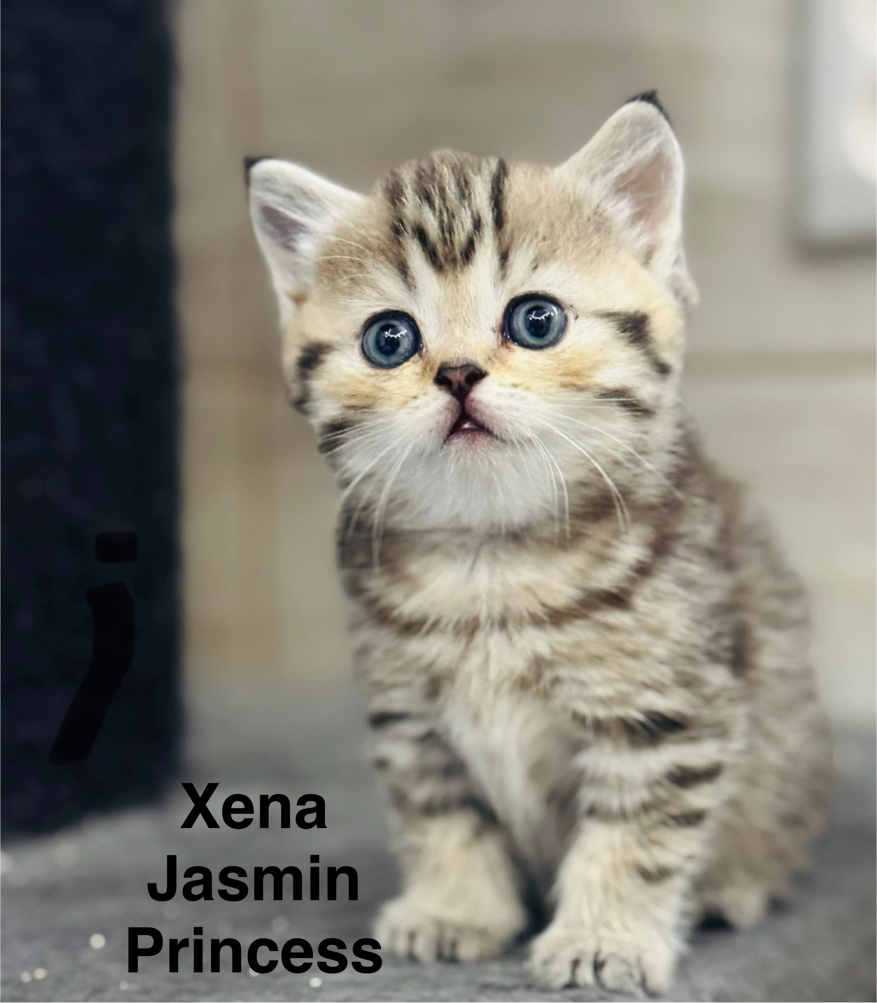 Skotska klapoucha kocka, scottish straight s PP