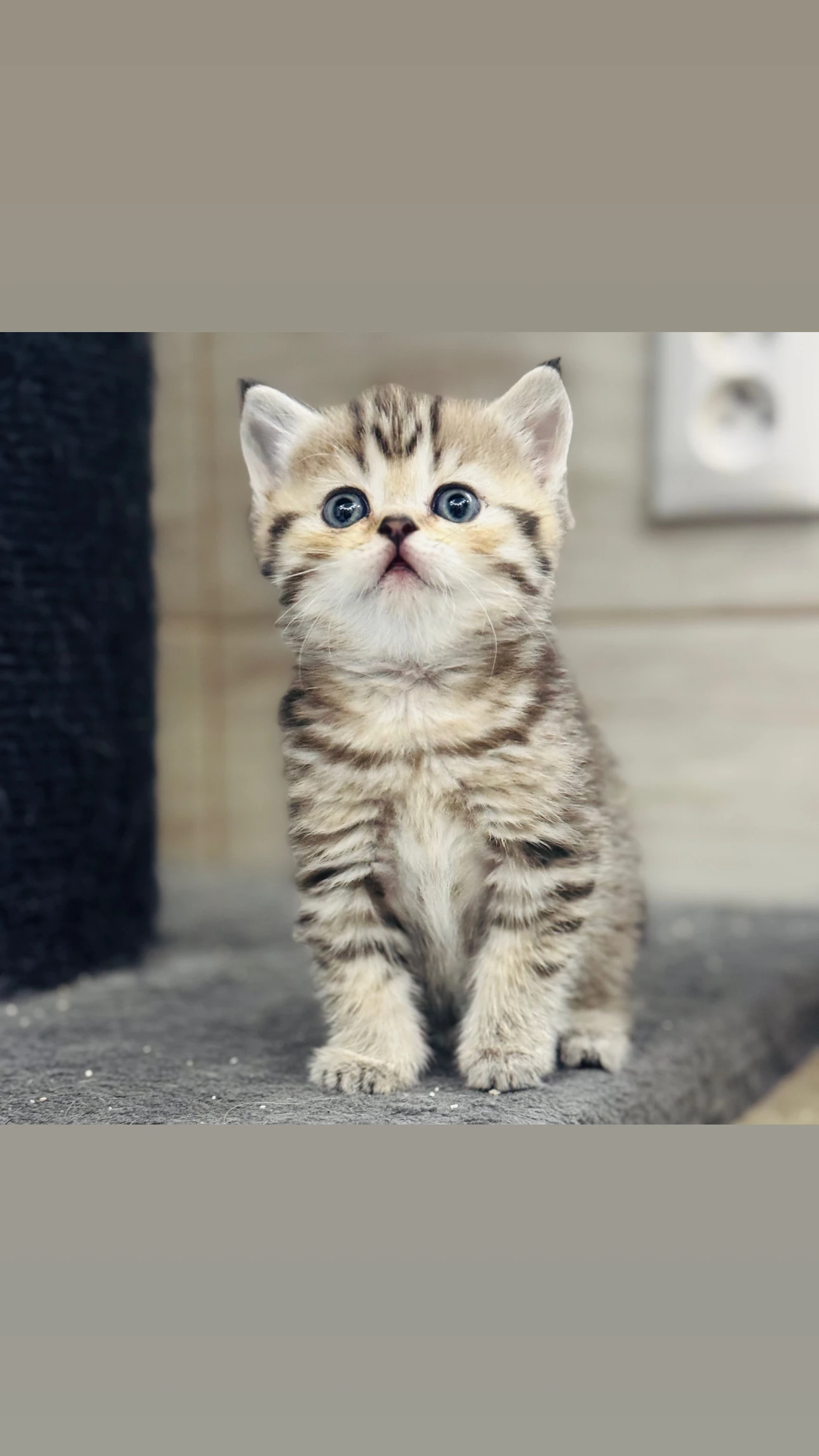 Skotska klapoucha kocka, scottish straight s PP