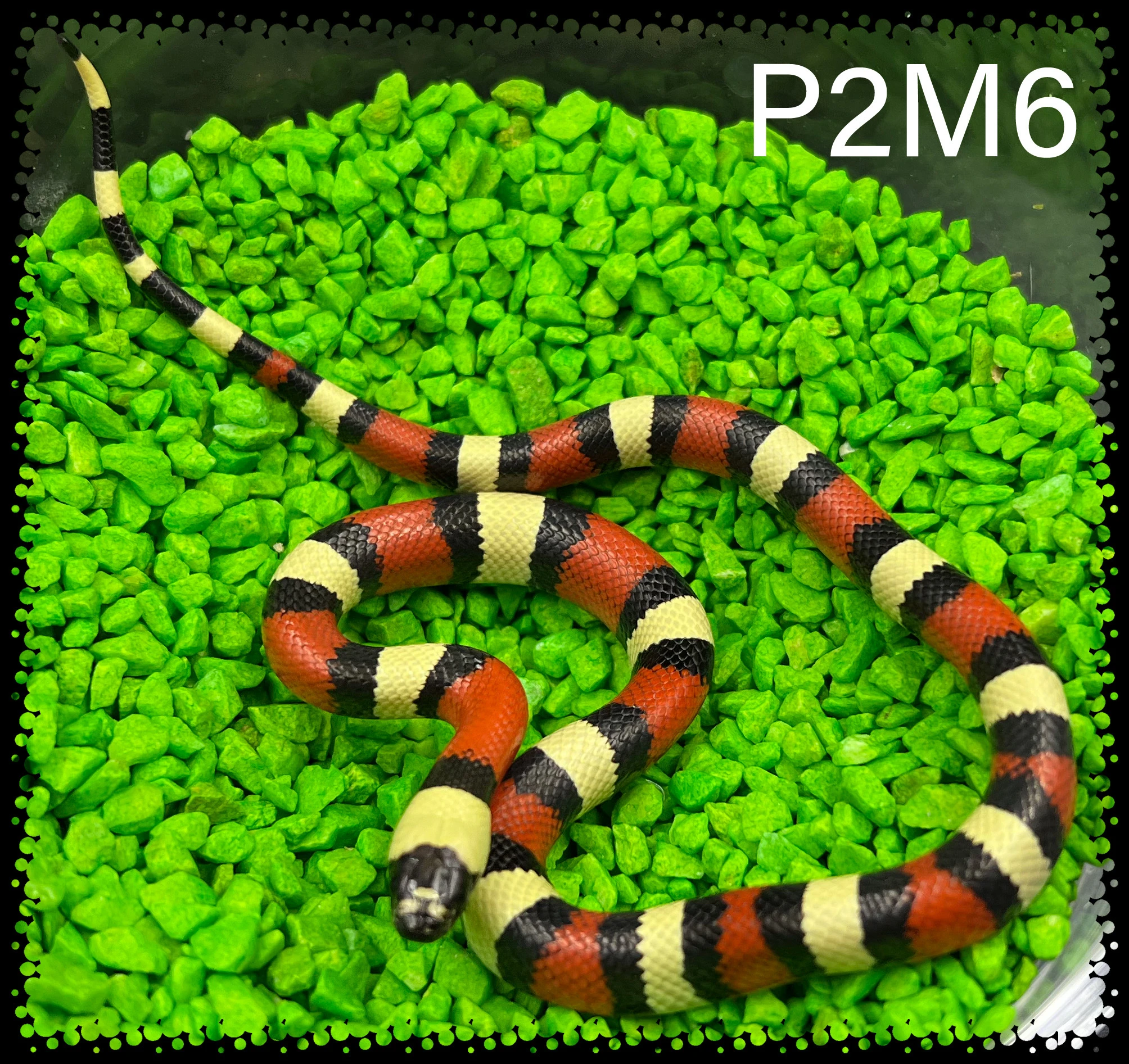 Korálovka sedlatá Campbellova