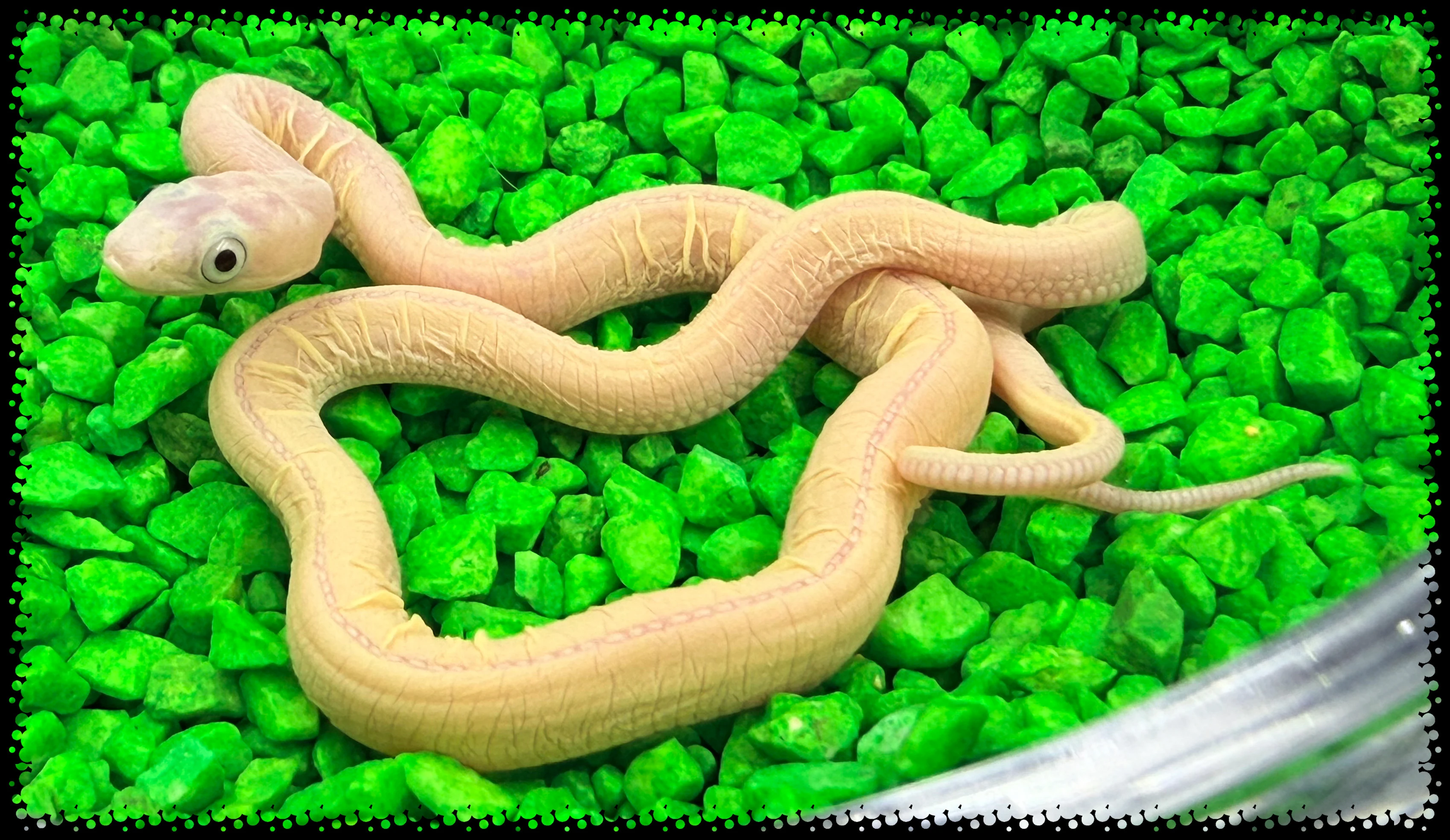 Elaphe Obsoleta Het Scaleless