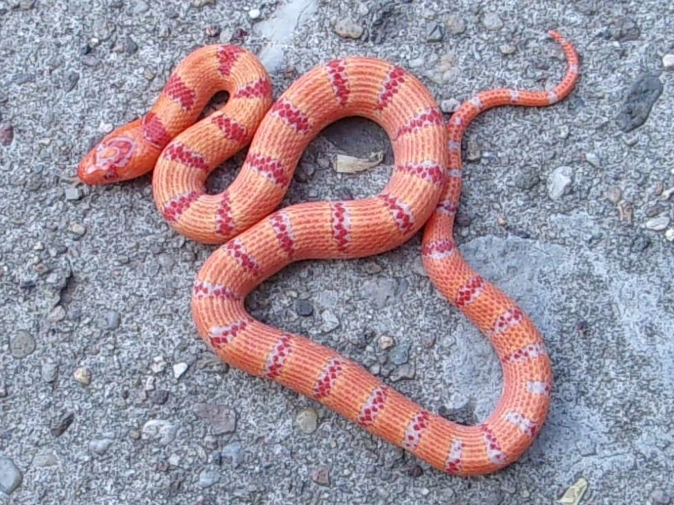 Korálovky mexické Pastel king NZ 2025