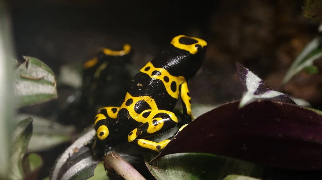 Pralesnička harlekýn