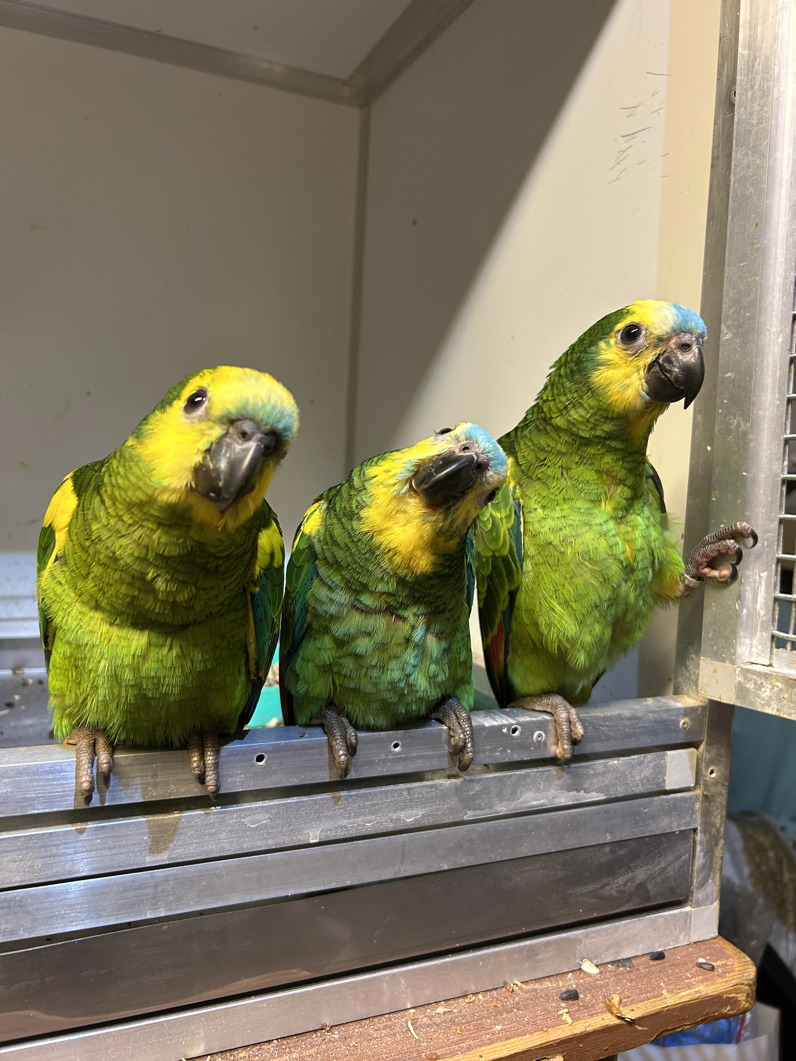 Prodám amazoňan modročely