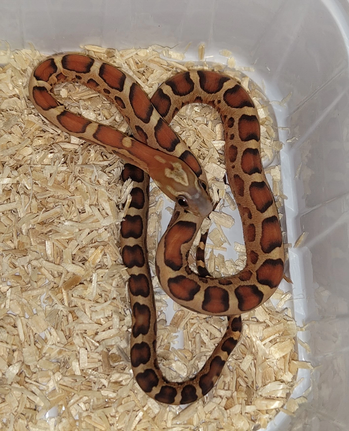 Užovka červená scaleless