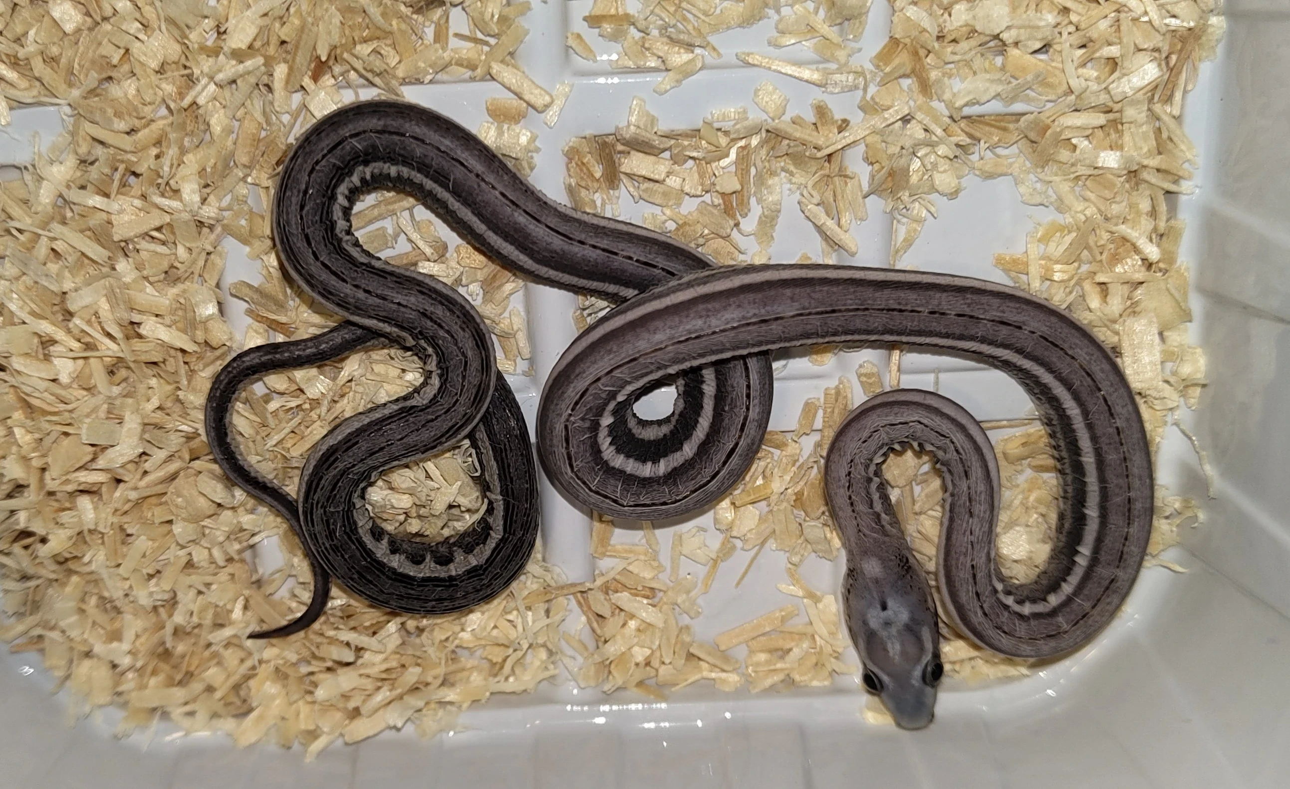 Užovka červená scaleless
