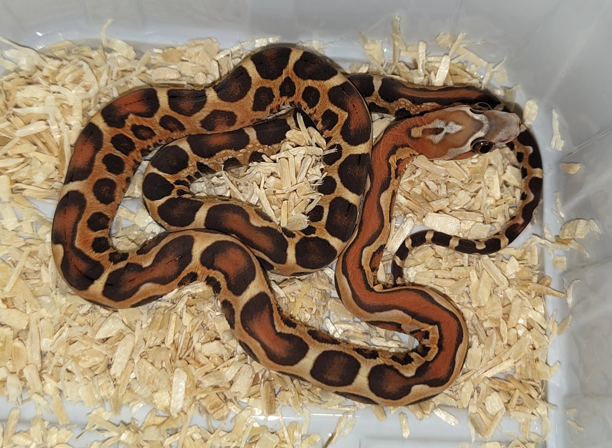 Užovka červená scaleless