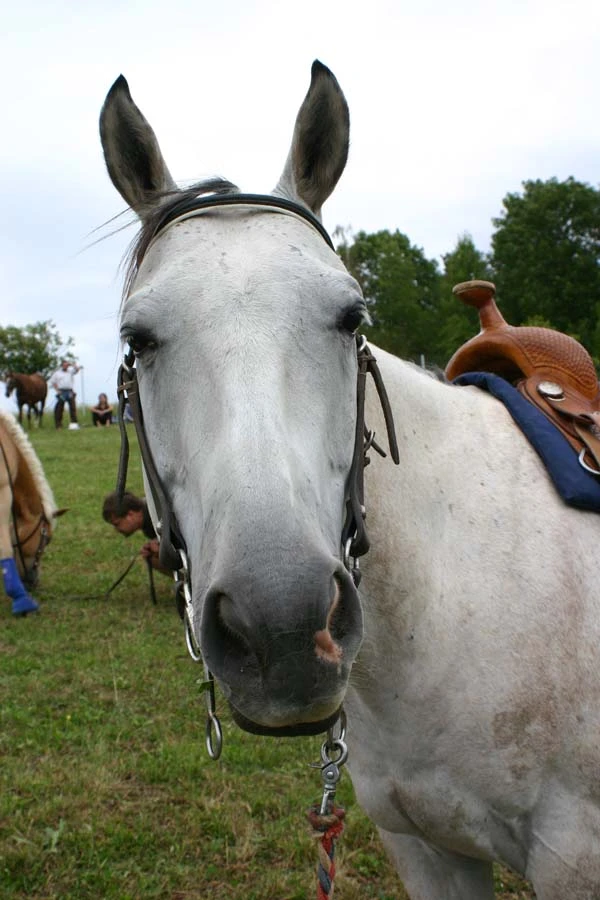 Hledá se obyčejná ženská od koní