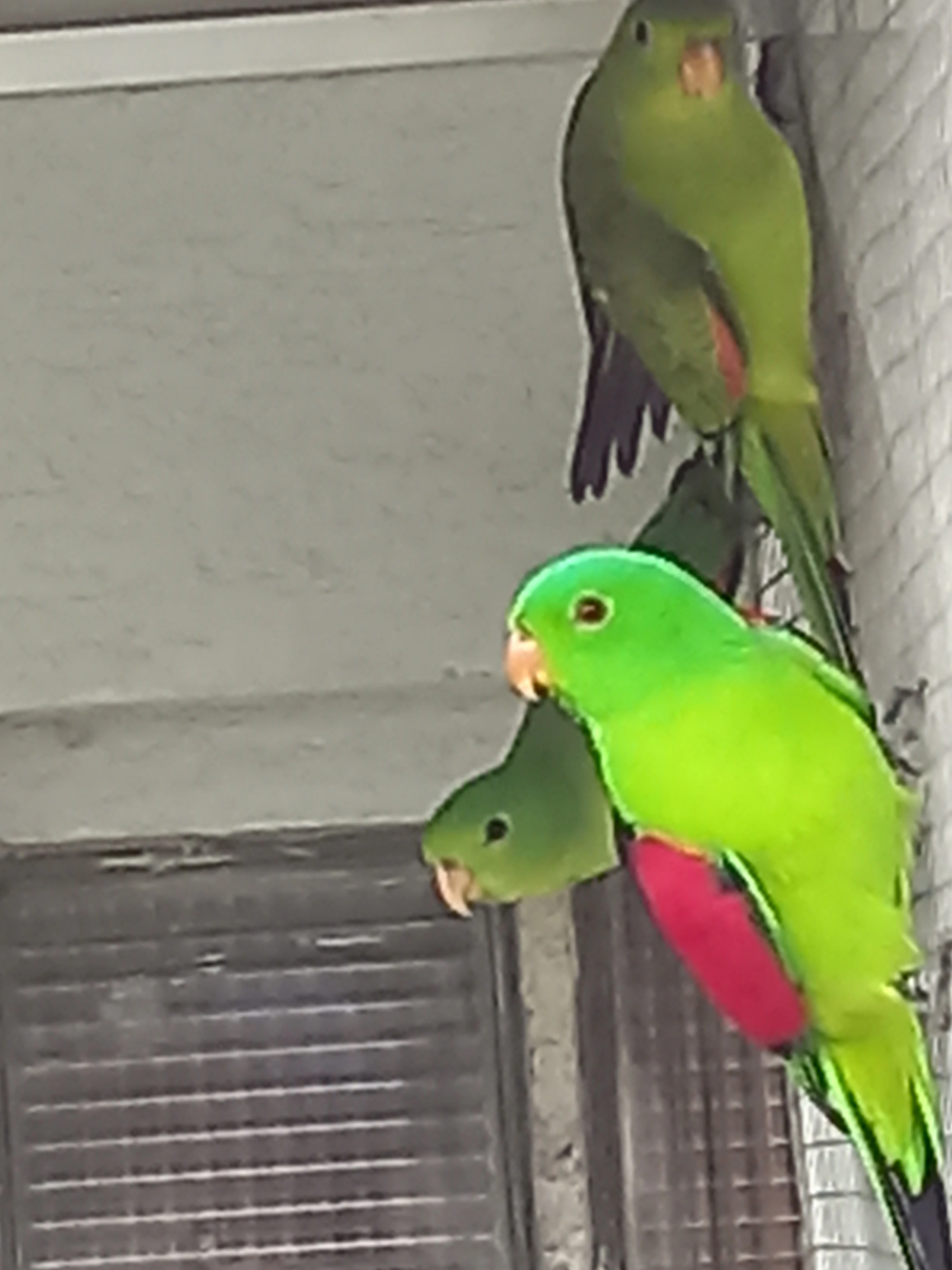 Prodám papoušek červenokřídlý