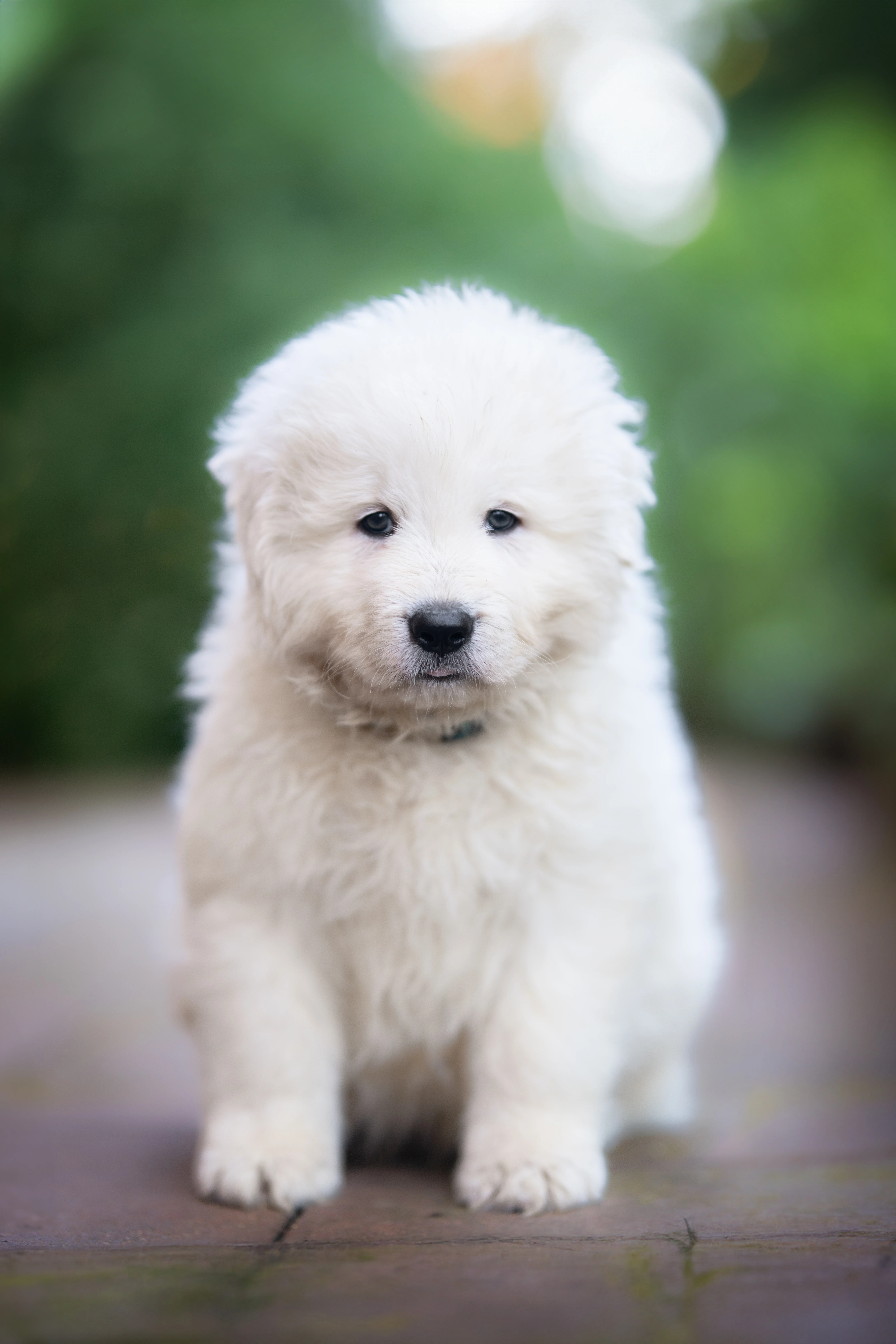 Maremmansko abruzský pastevecký pes s PP