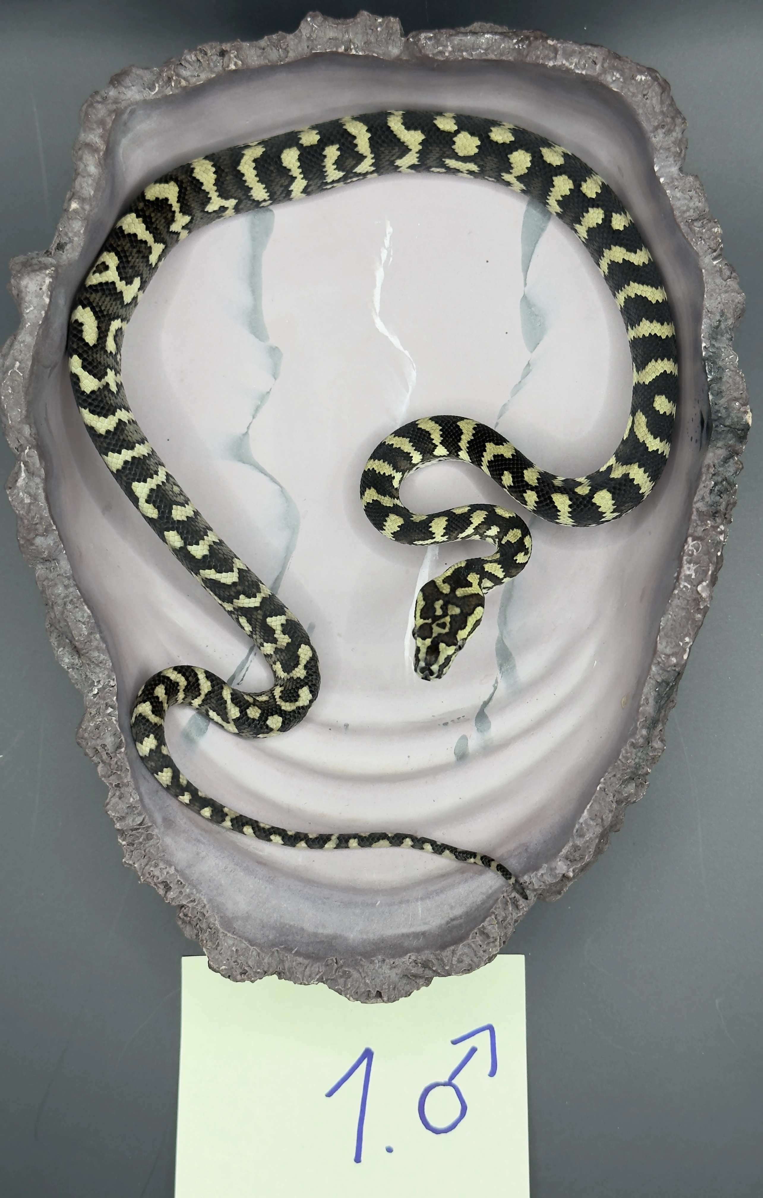 Mláďata krajty Cheyneovy 07/25 (Morelia spilota cheynei)