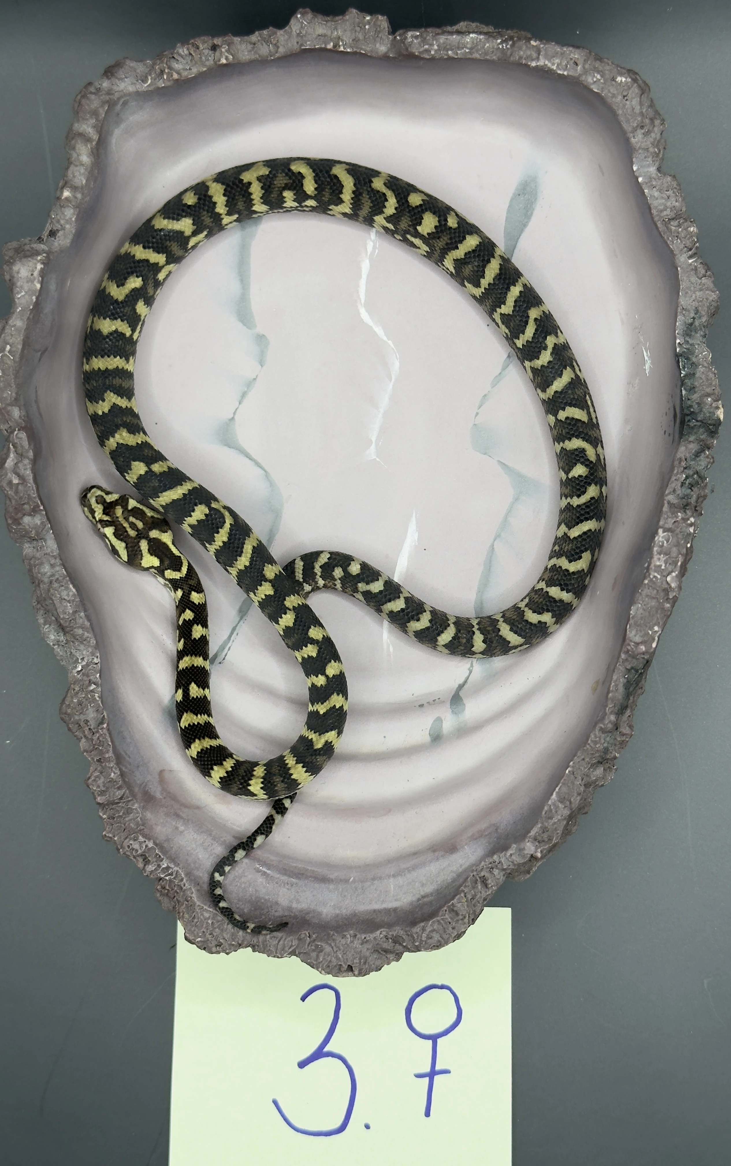 Mláďata krajty Cheyneovy 07/25 (Morelia spilota cheynei)