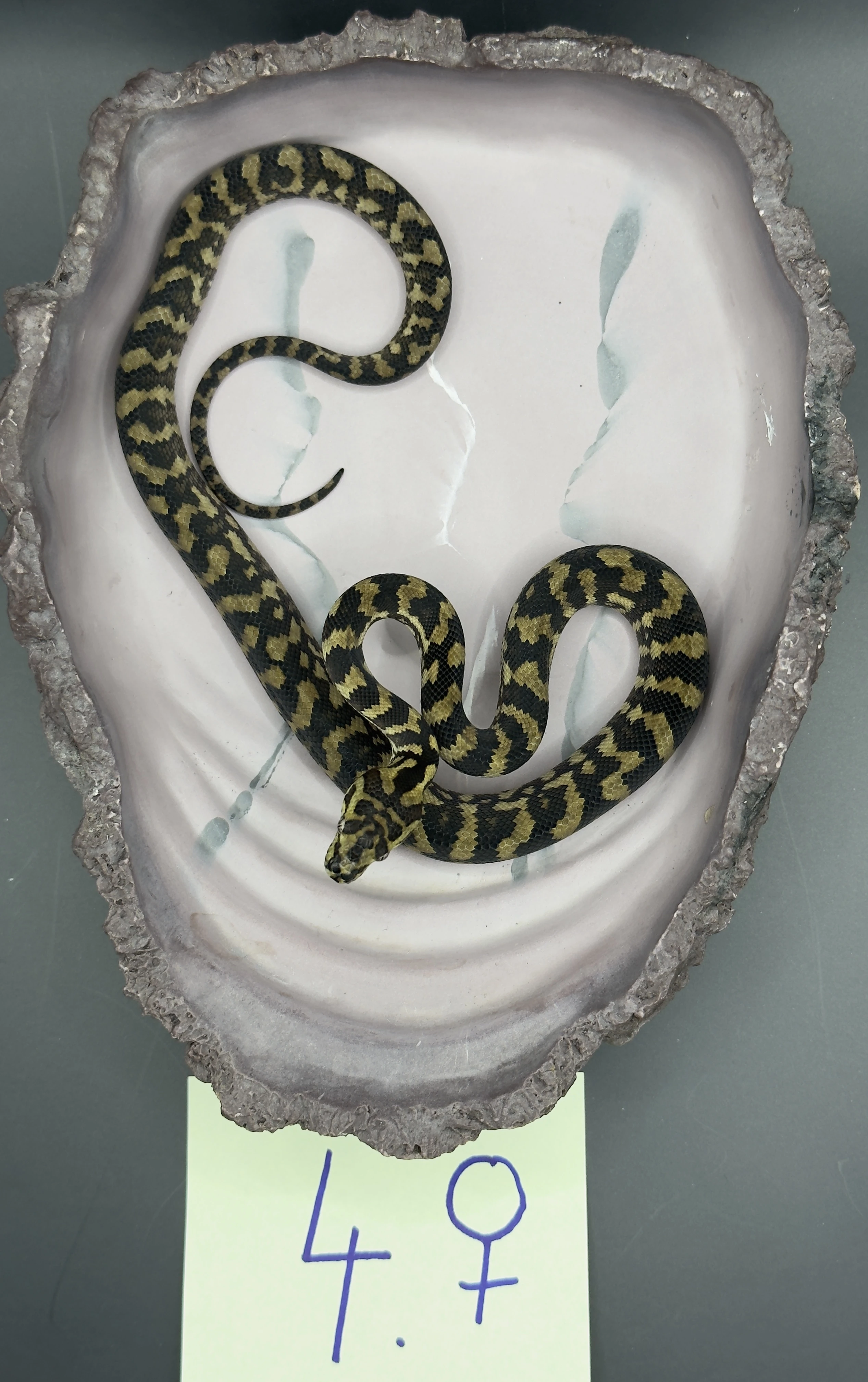 Mláďata krajty Cheyneovy 07/25 (Morelia spilota cheynei)