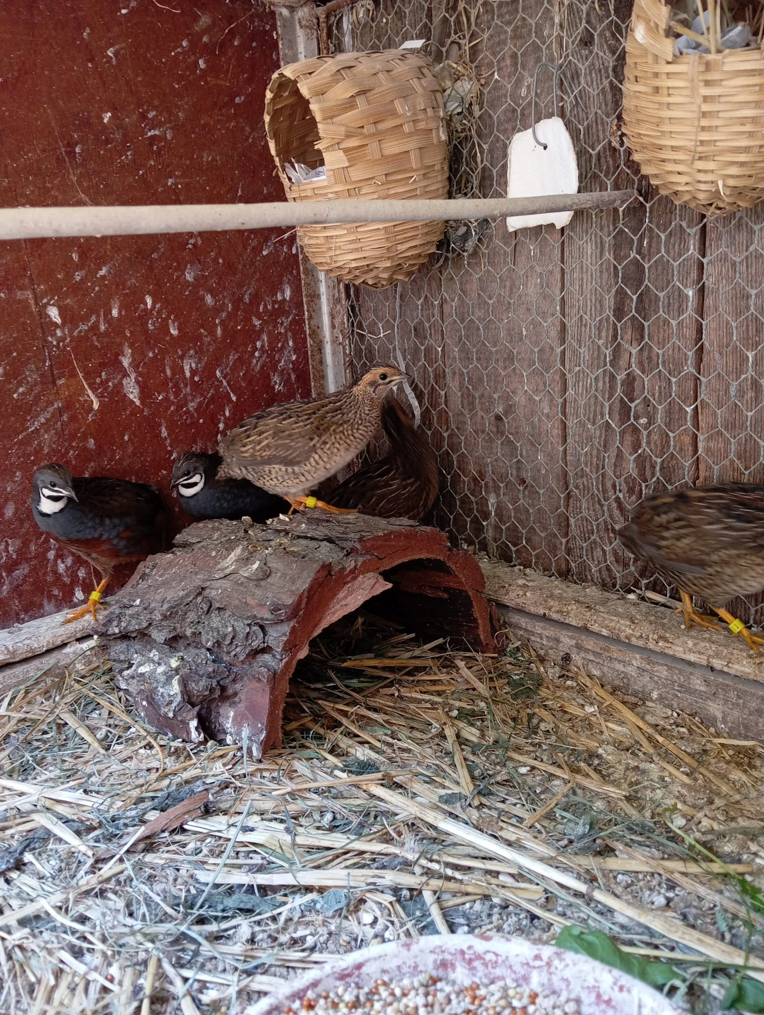 Letošní křepelky čínské