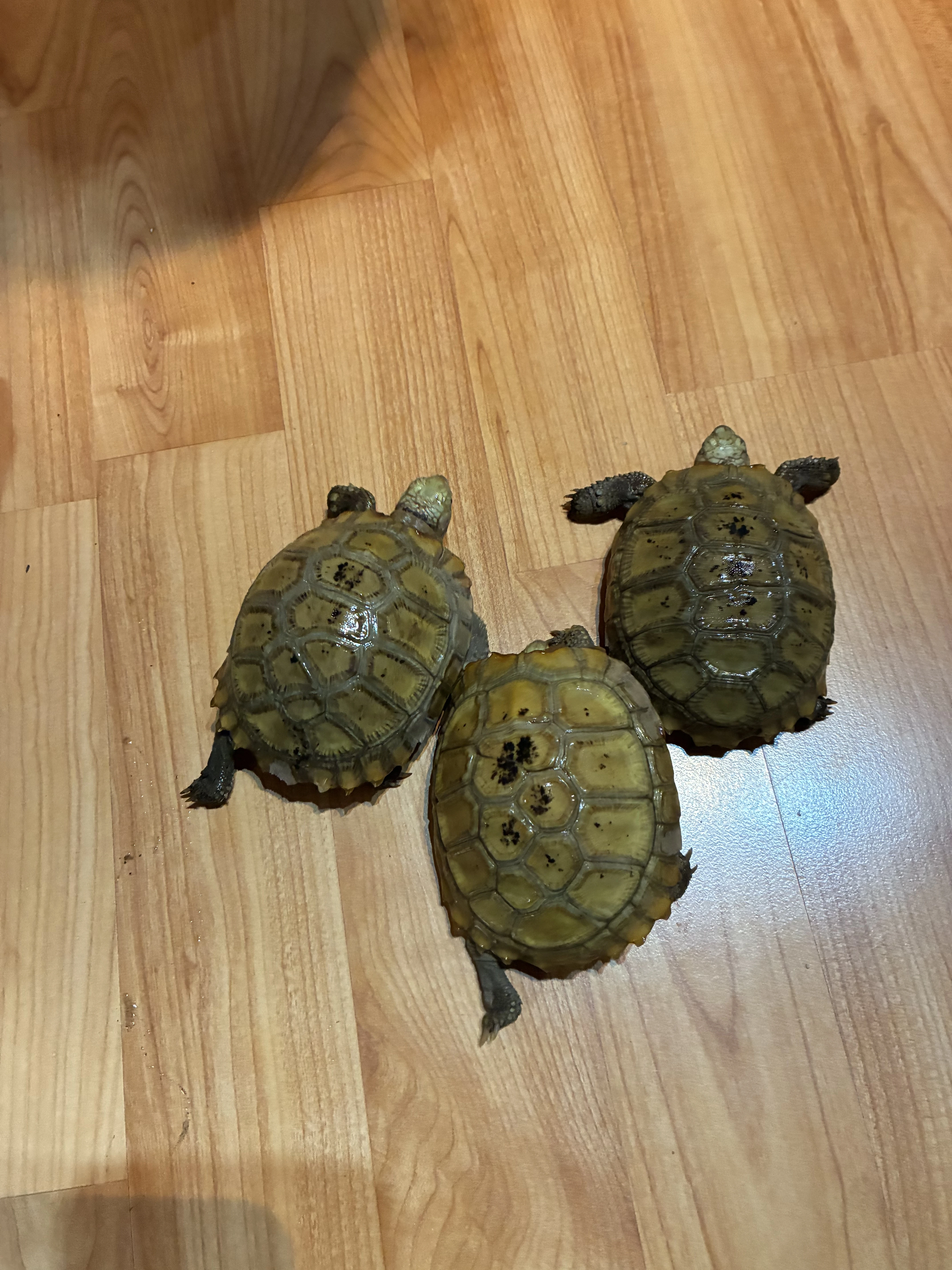 Želva polodlouhá, Indotestudo elongata