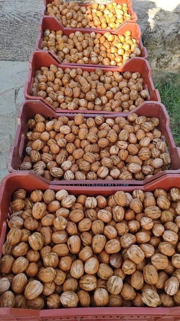 Vlašské ořechy 2025