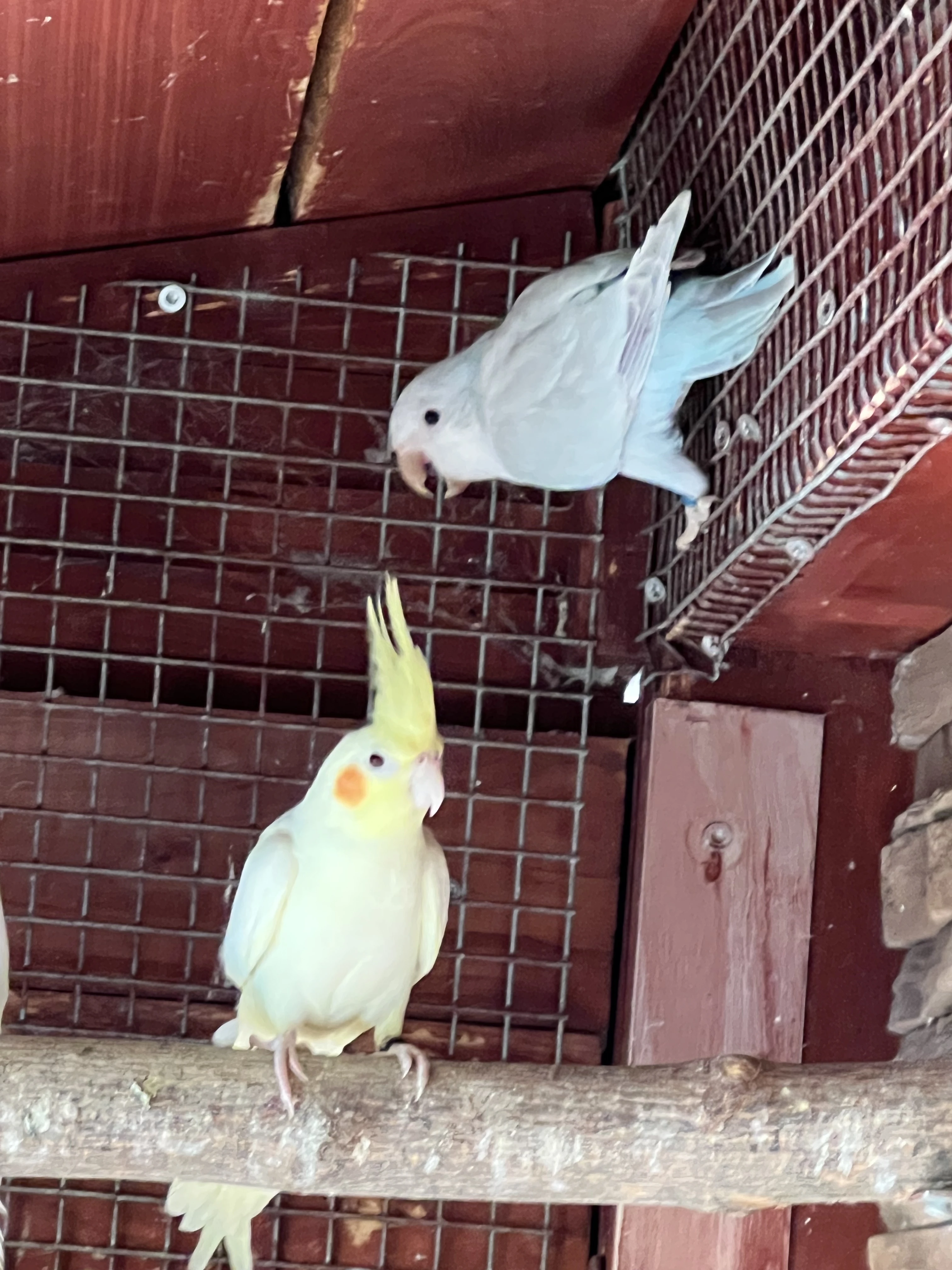 Chovný pár mniška šedého