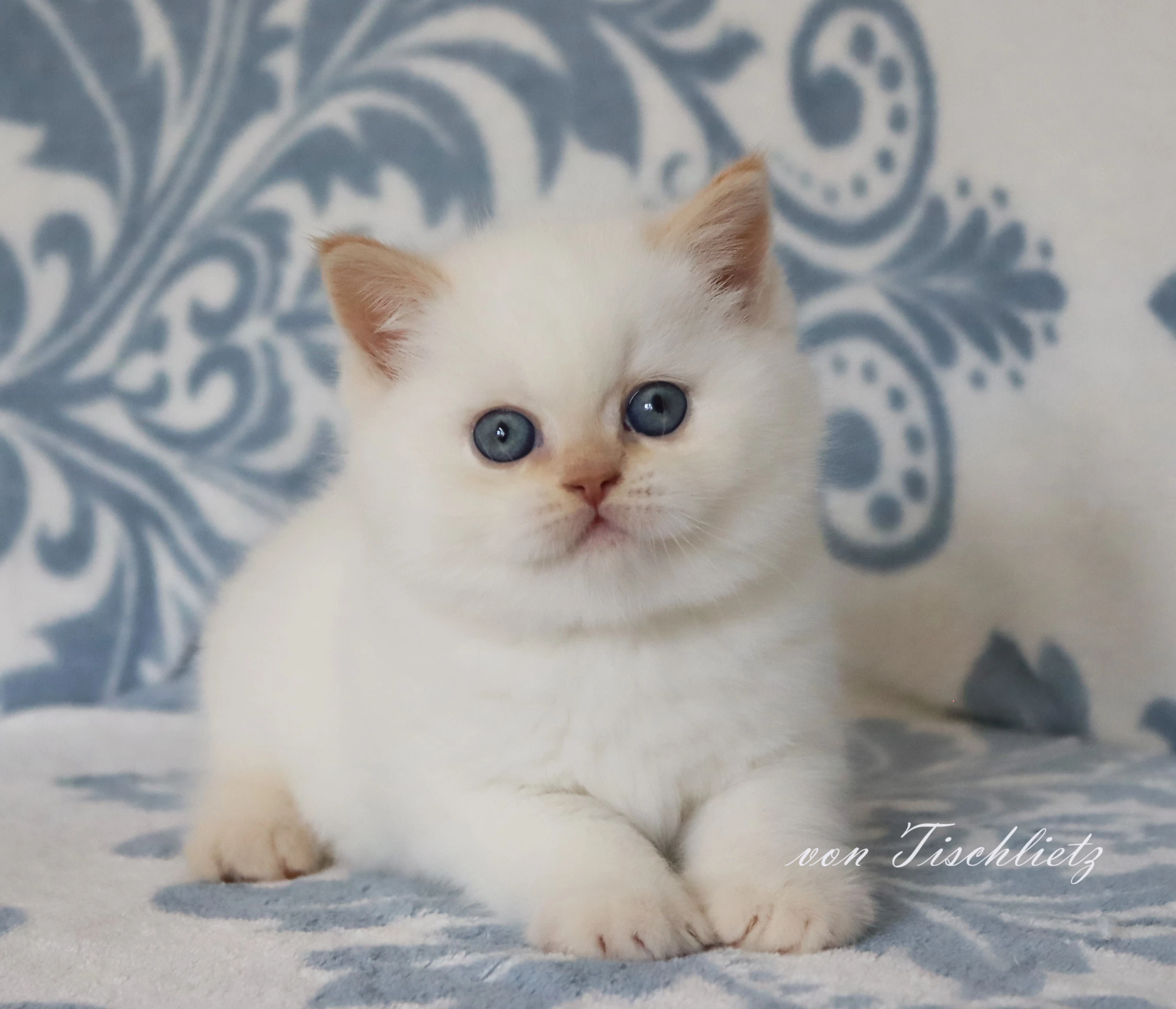 Britská colorpoint koťátka s PP