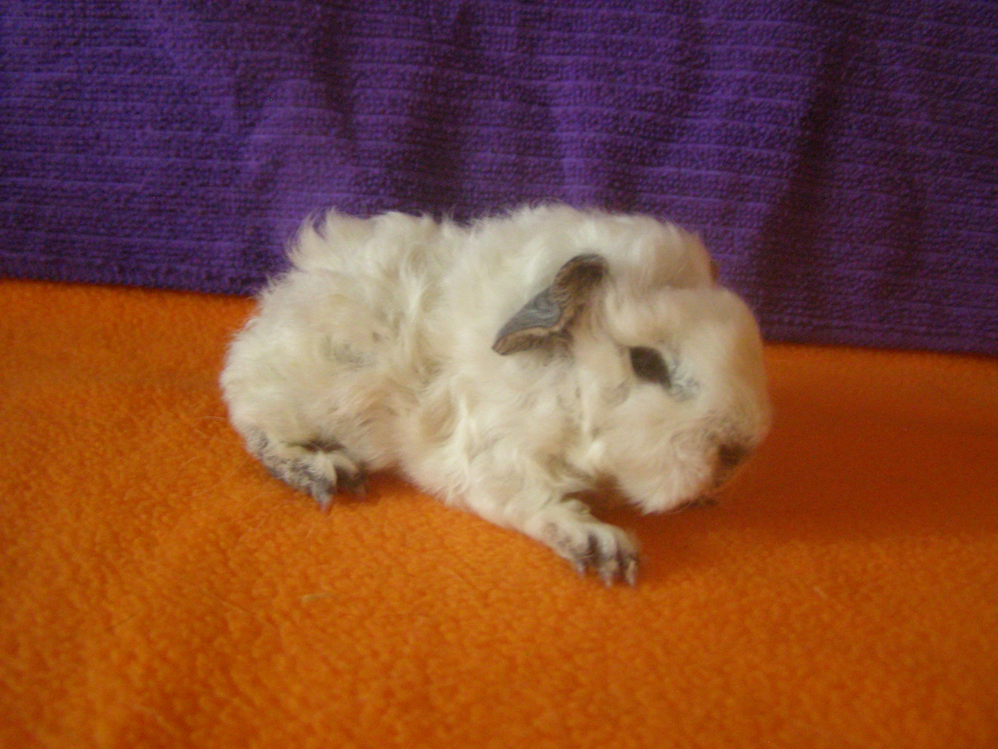 Morče,morčata  Peruánec-Lunkarya z registrované Chs