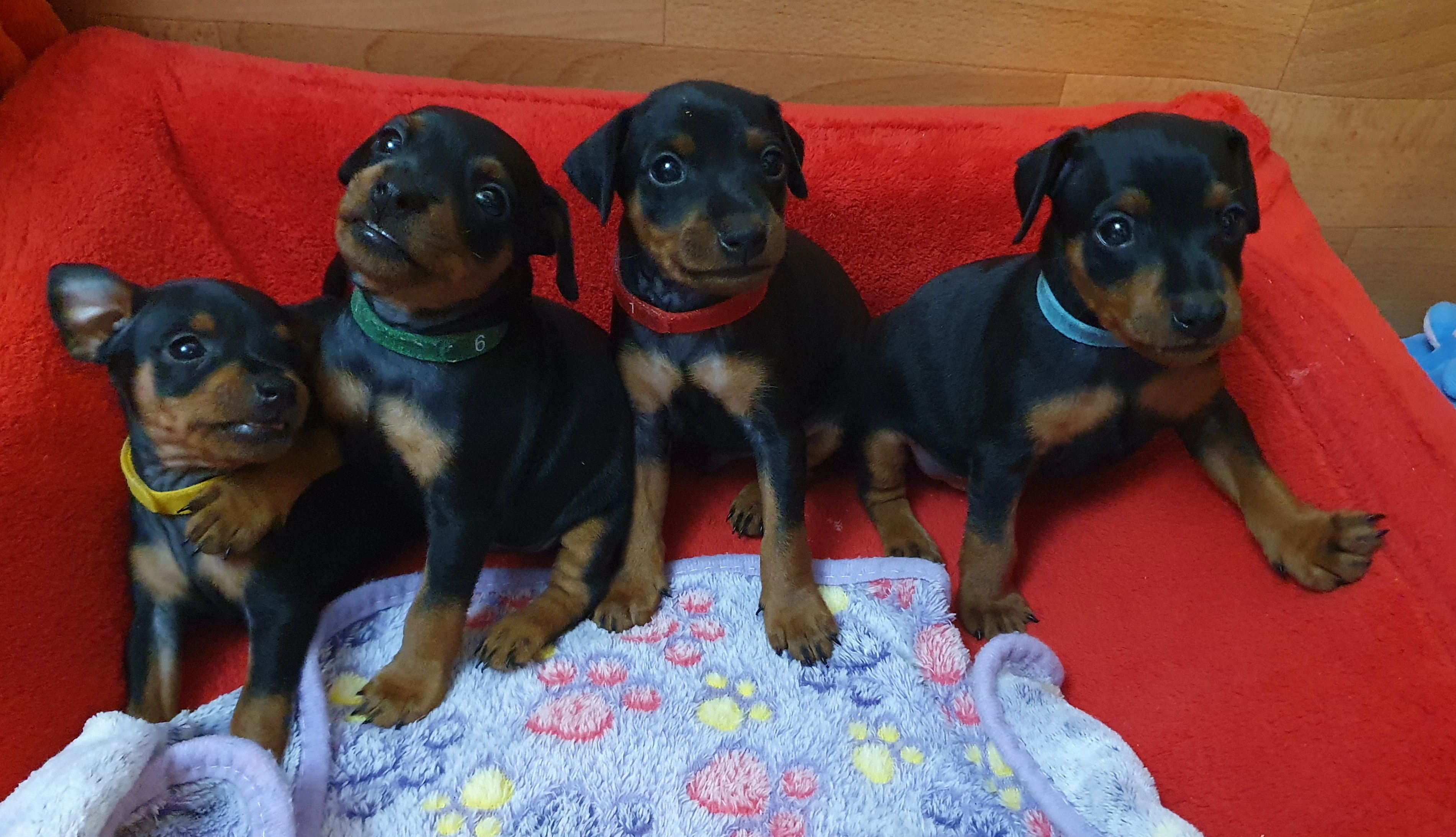 Trpasličí pinč s PP - Zwergpinscher