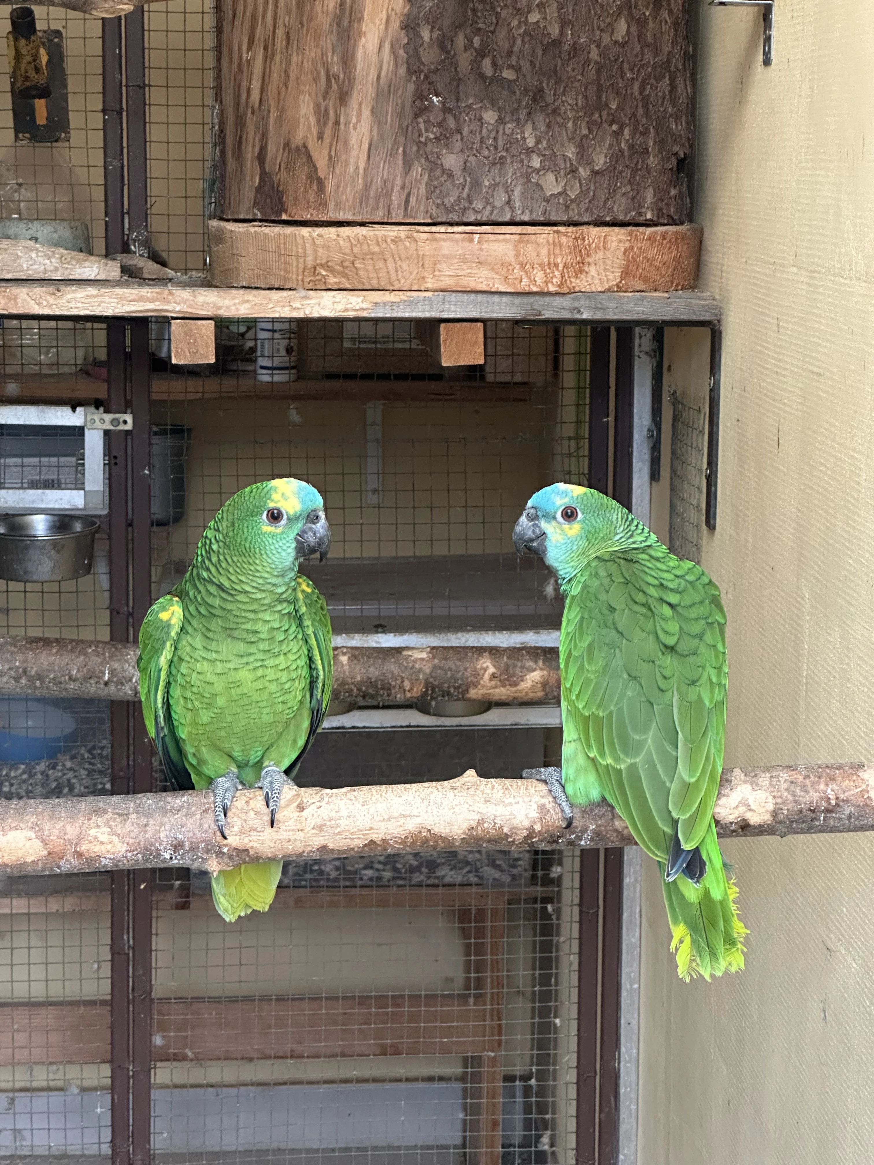 Prodám Amazoňany modročelé