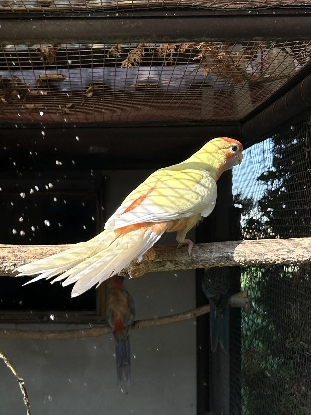 Prodám Rosela penant