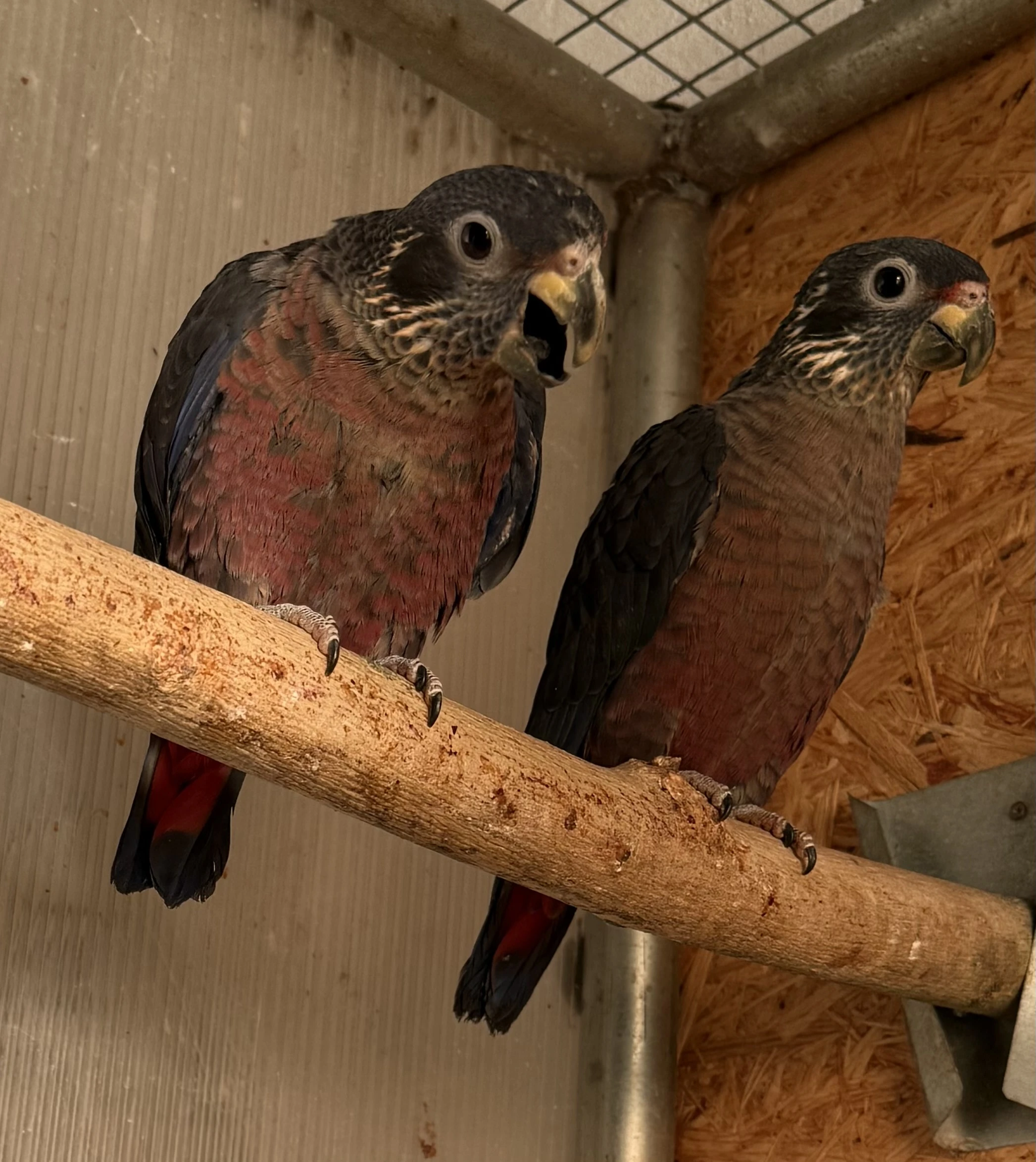 Amazonek tmavý Fuscus 2025