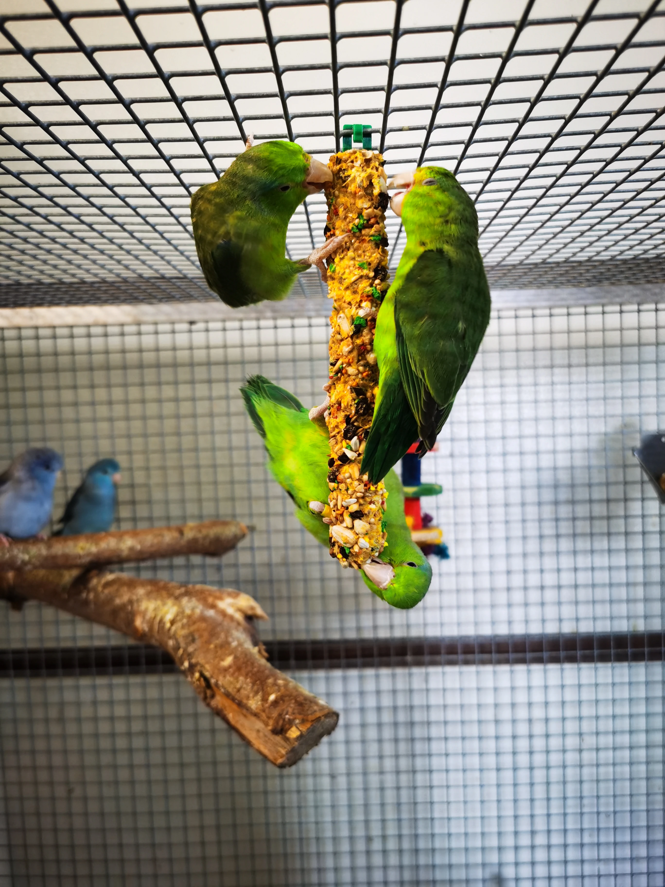 Papoušíček šedokřídlý 2025 KLADNO 1.11.2025