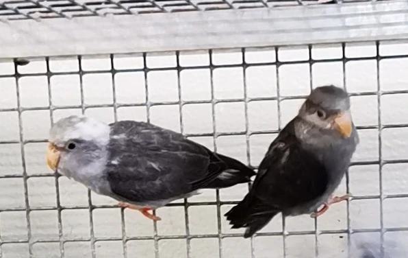 Papoušíček šedokřídlý 2025