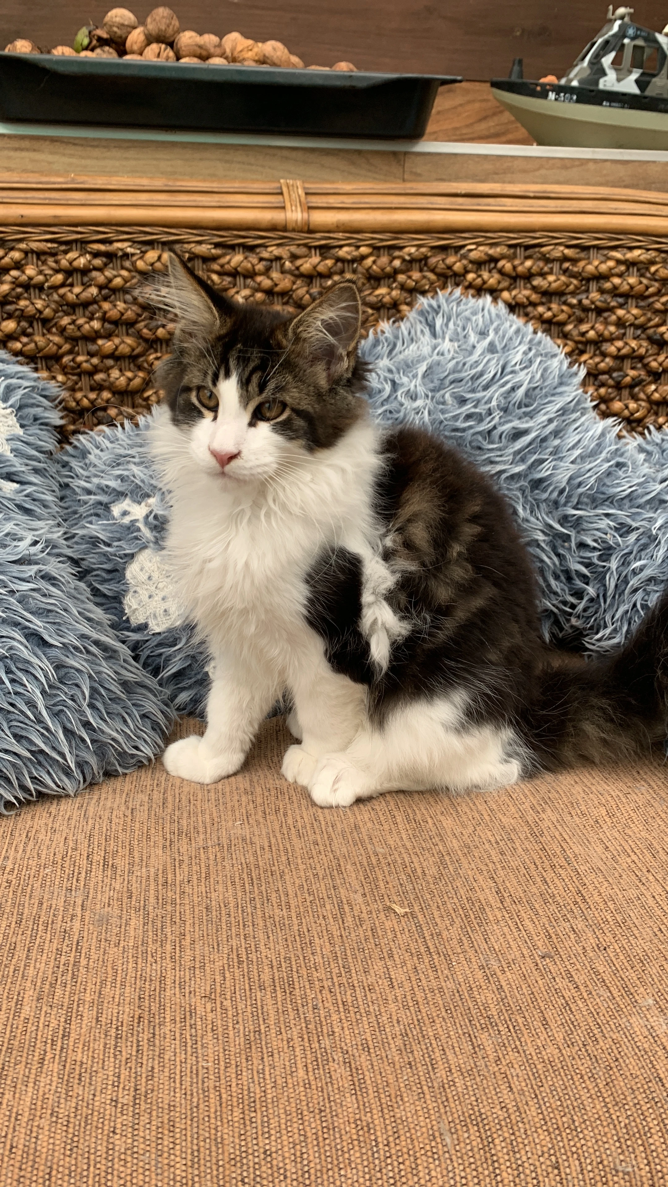 Dvě mainské mývalí kočičky s PP hledají nové páníčky