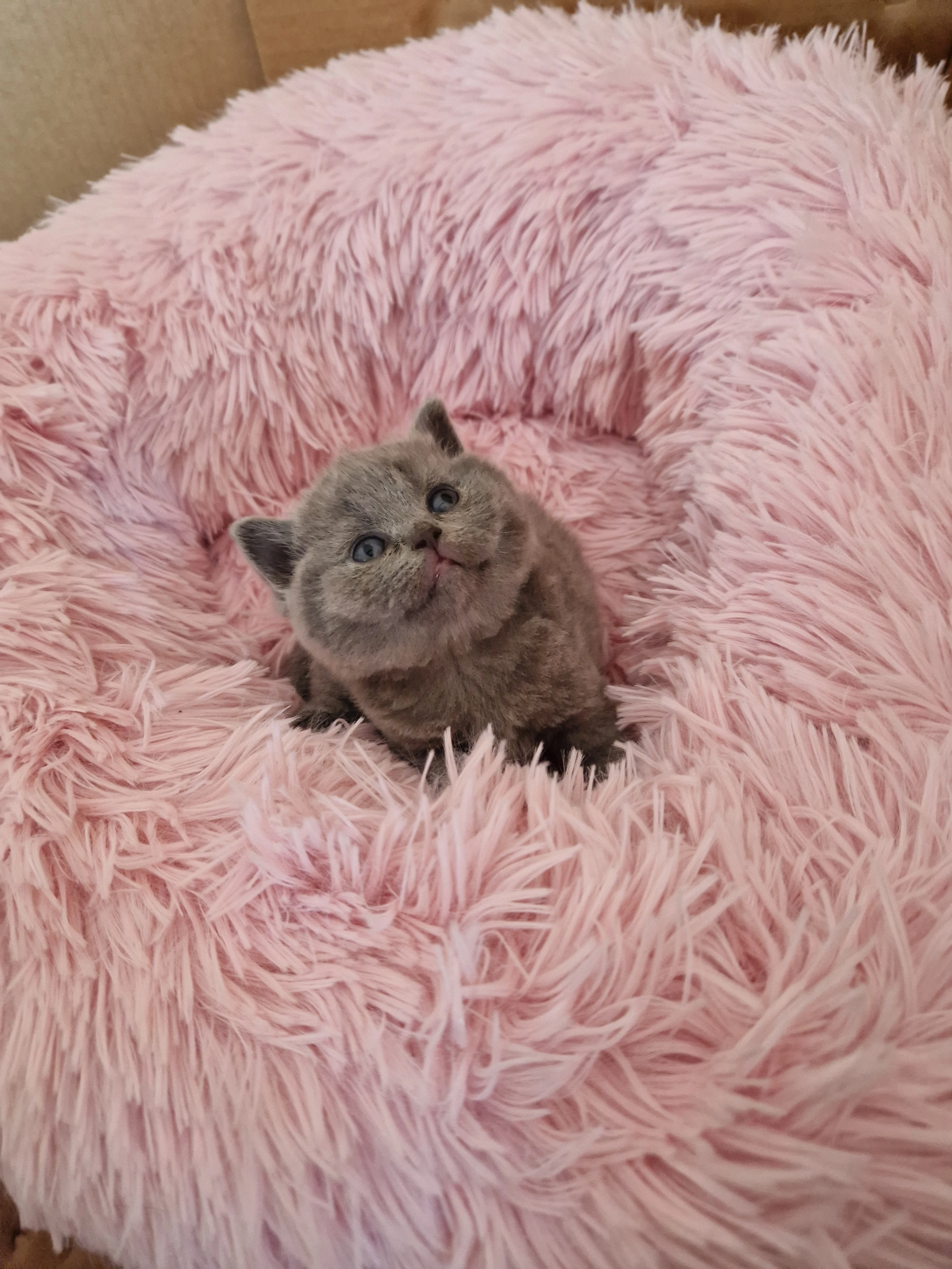 Britská modrá koťátka s PP