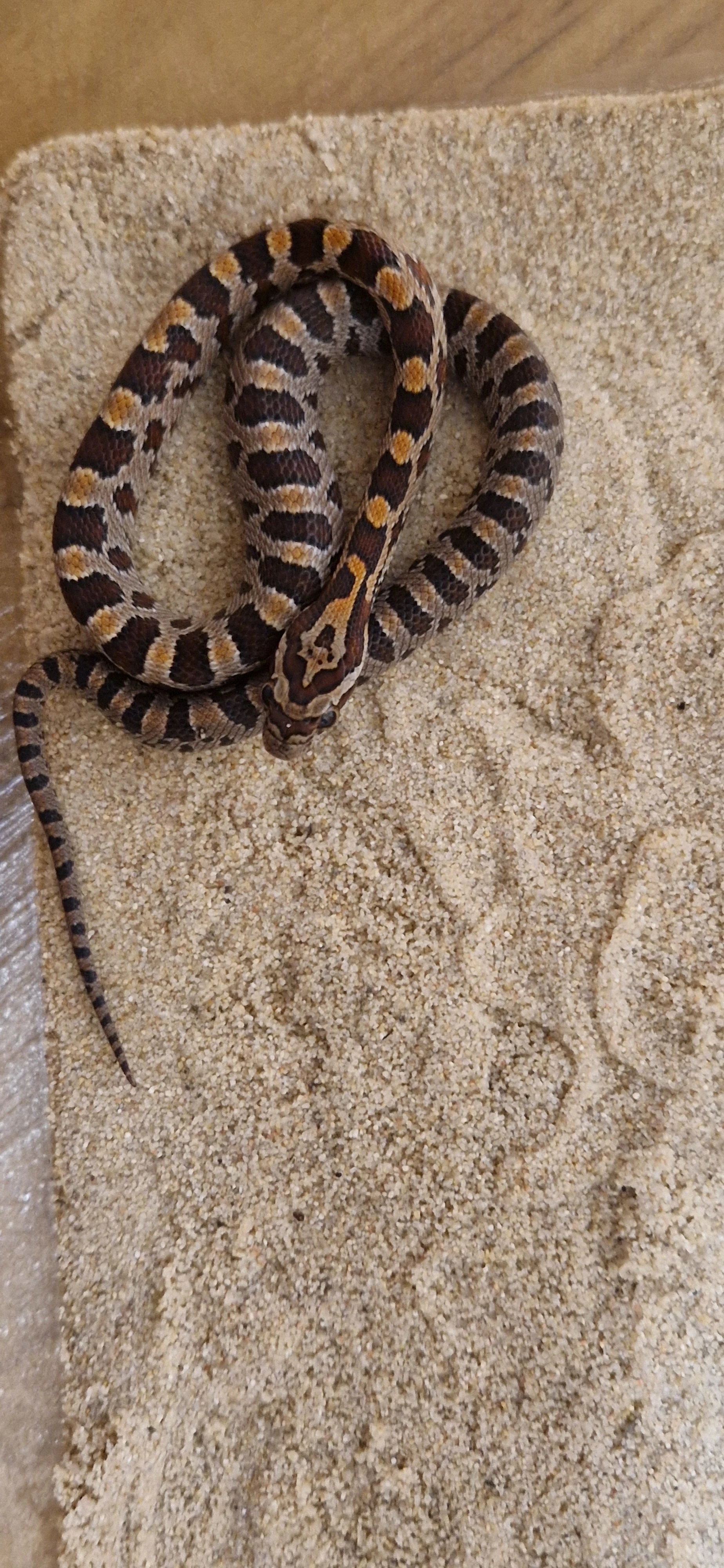 Užovka červená -mládě