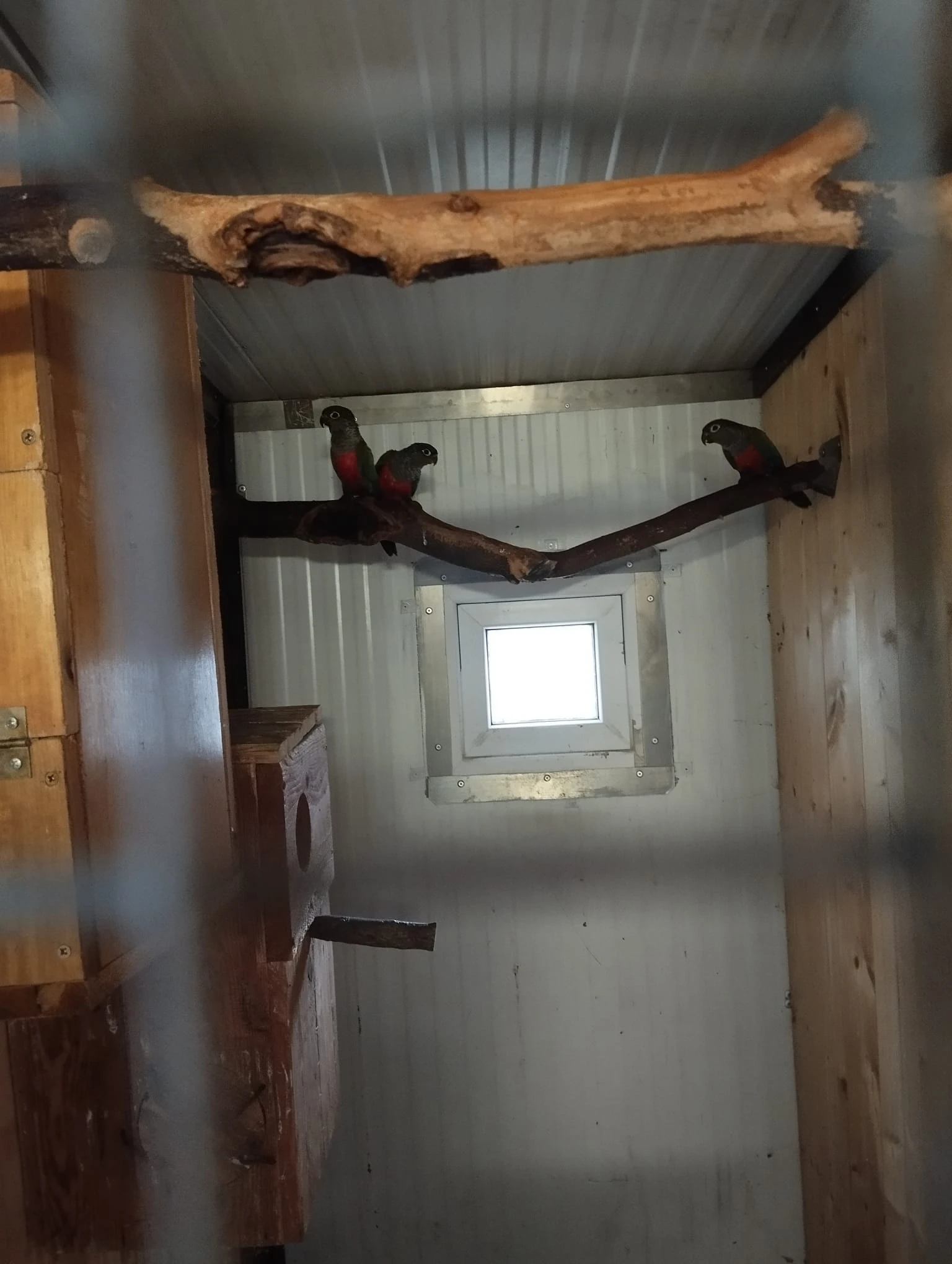 Mláďata pyrury červenobříché