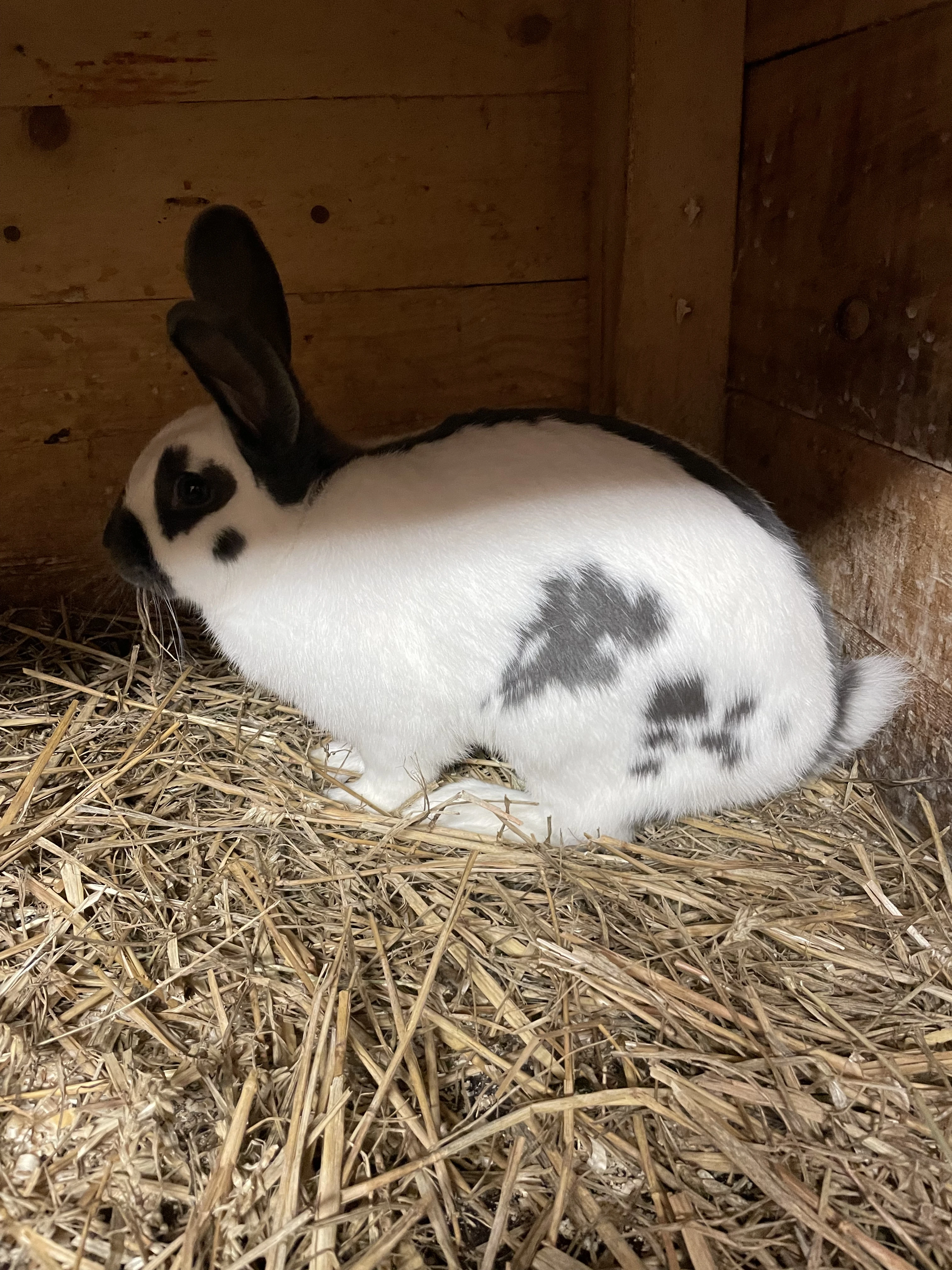 Český Strakáč modrý