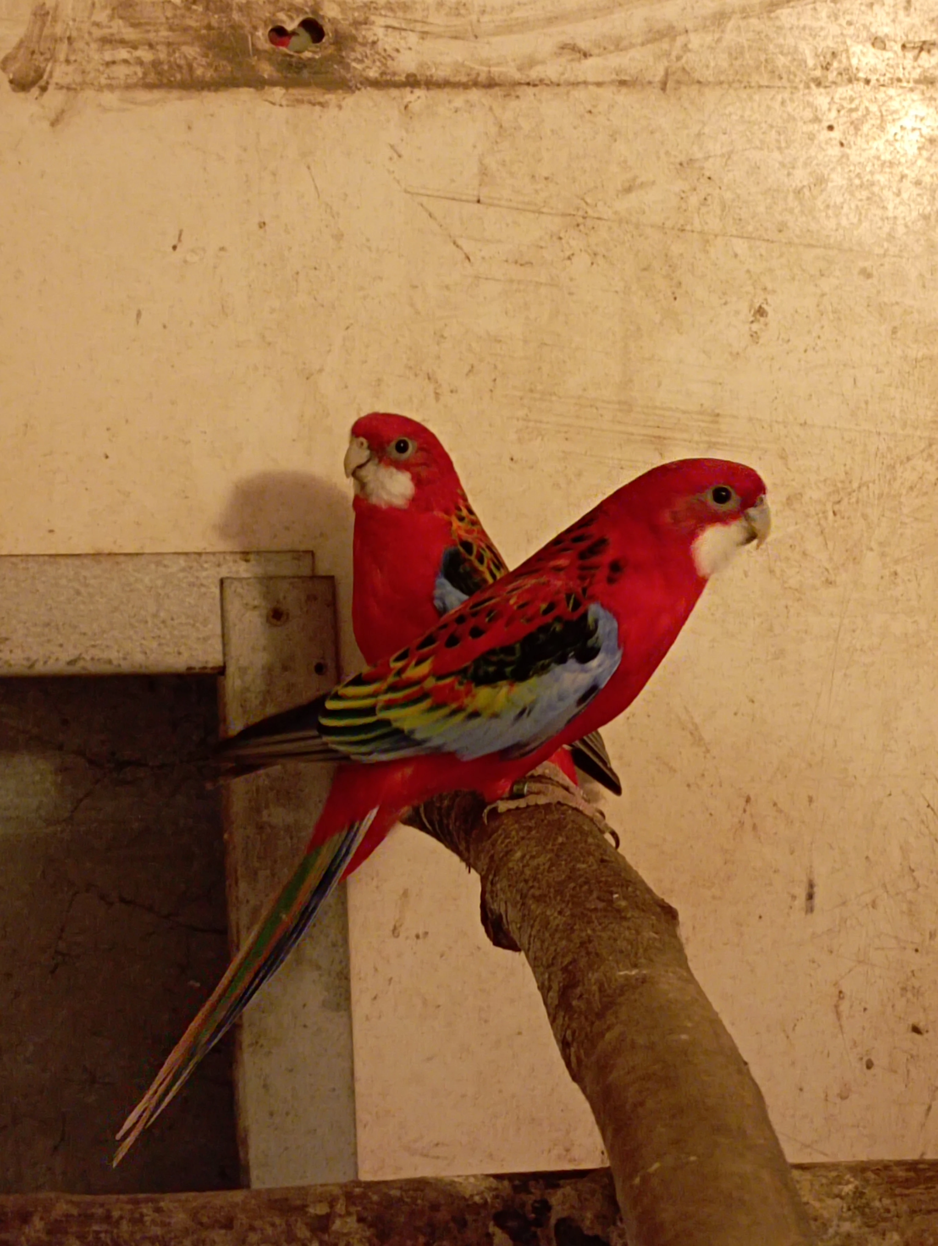 Rosela gold gold modrá