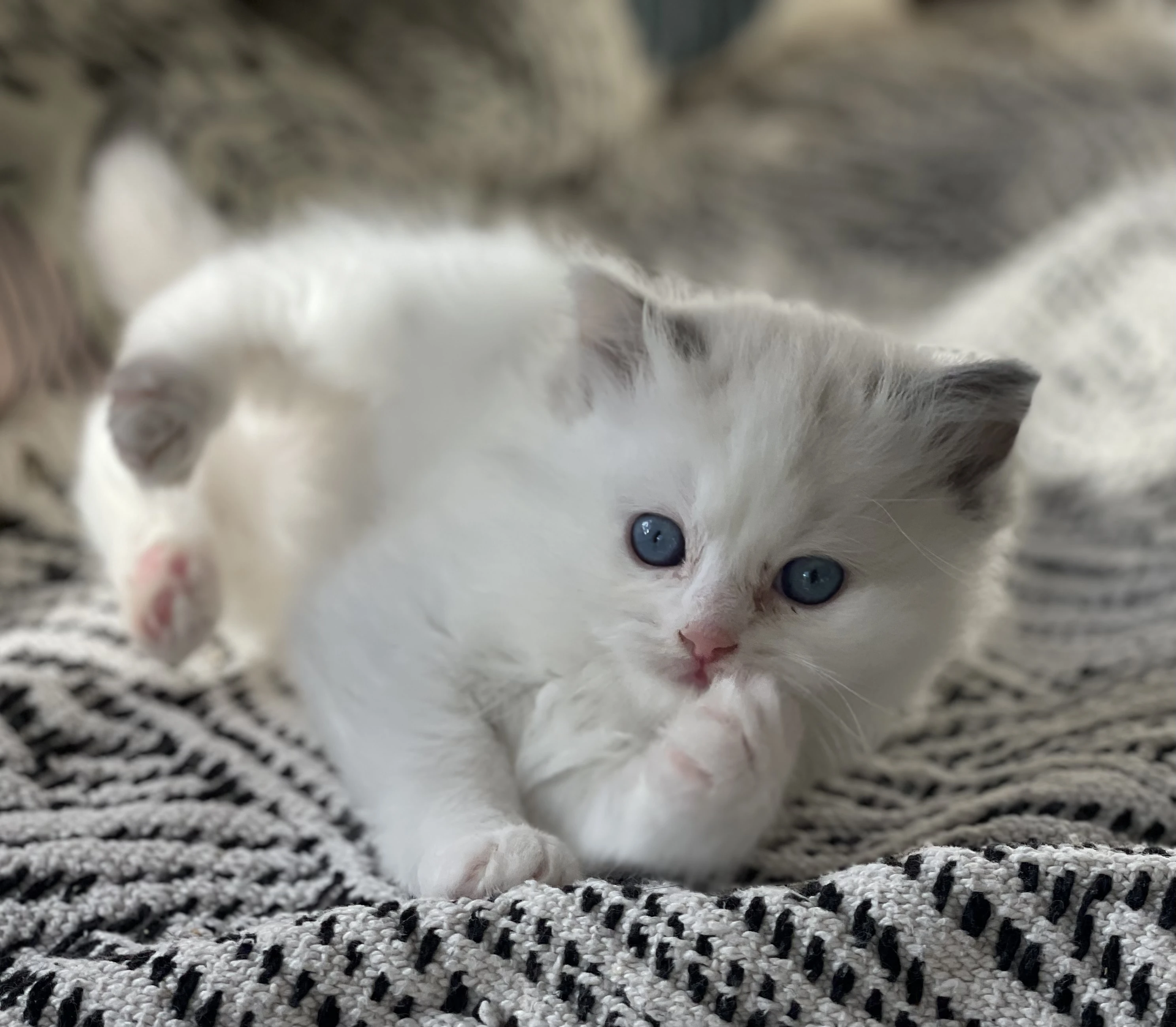 Kocourek ragdoll s PP