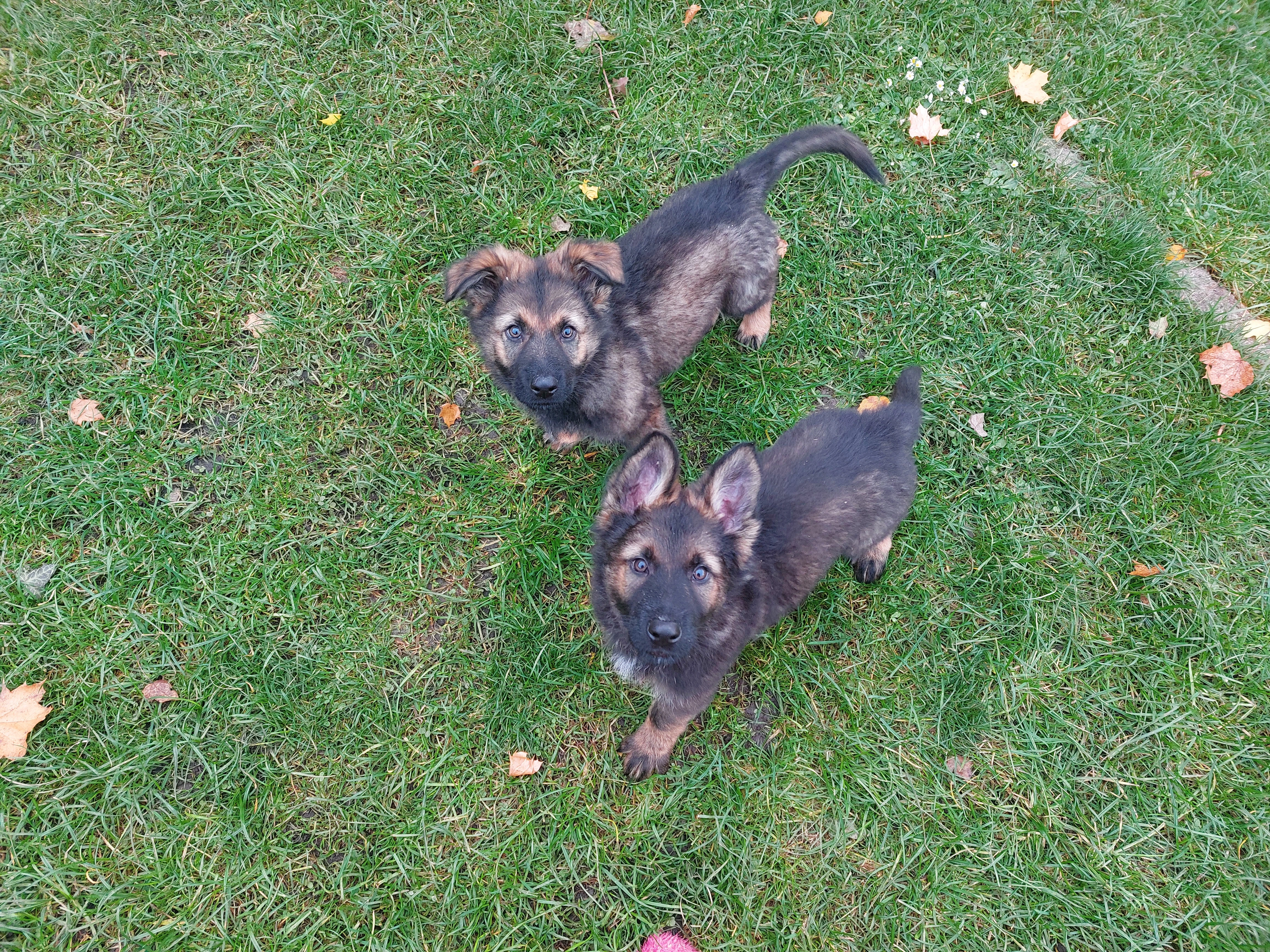 Německý ovčák s PP