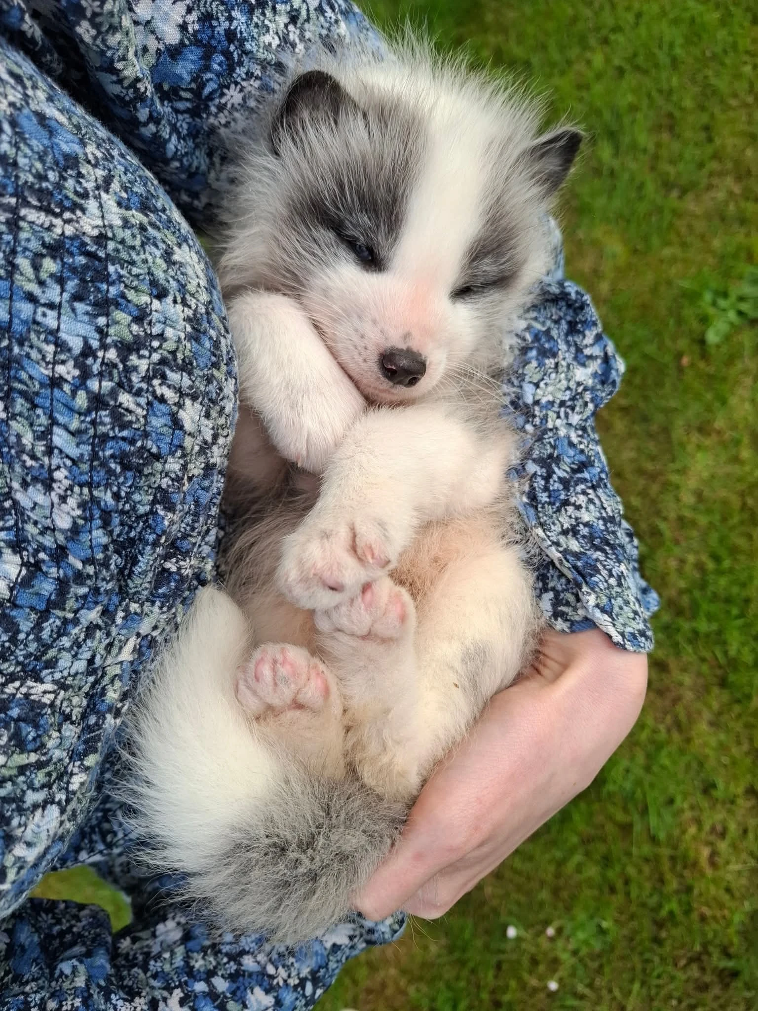 Liška domácí, lišky Platinum, Vulpes Vulpes - jaro rezervace štěňat 2026